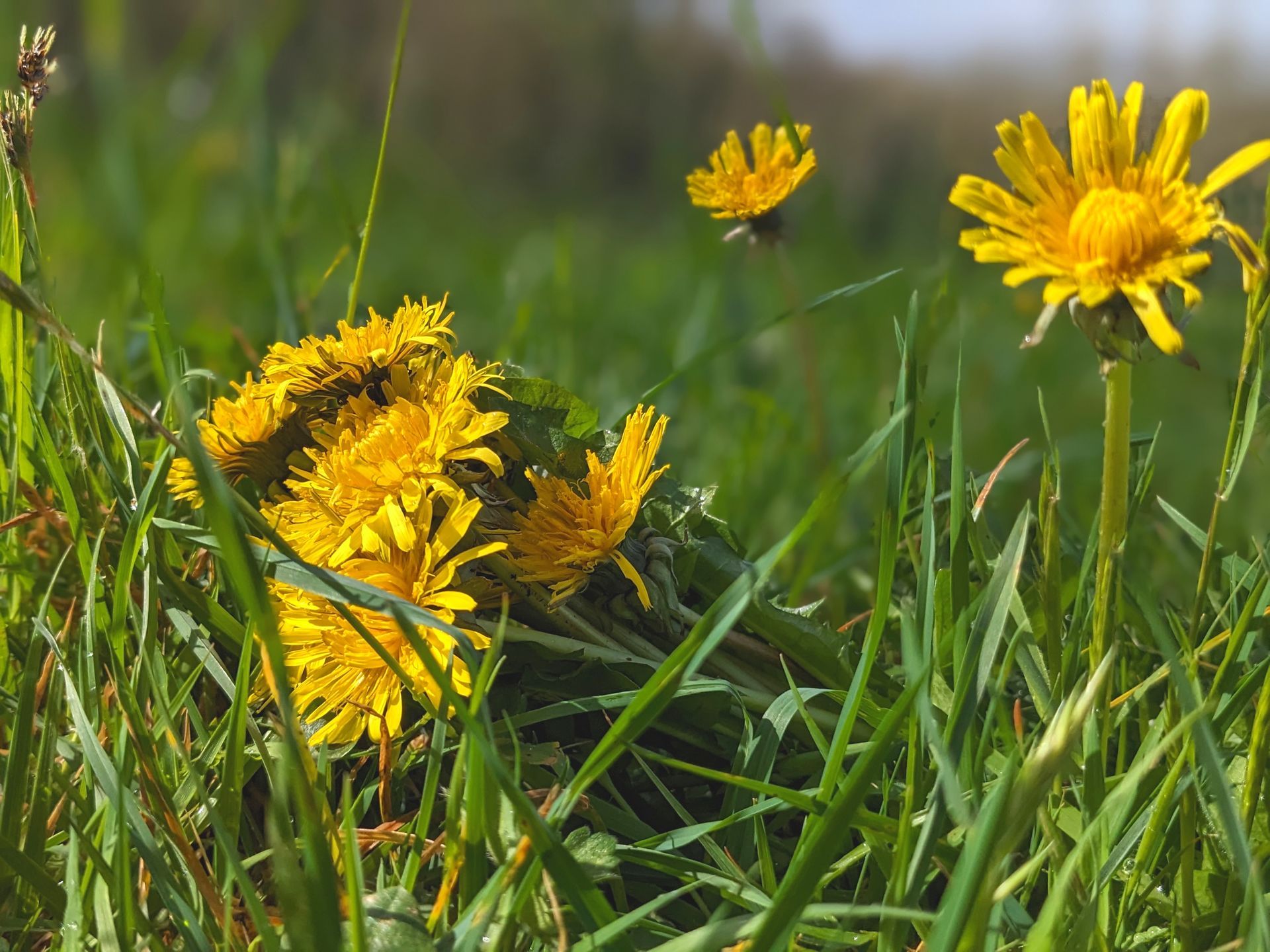 Wild Dandelions by Sue Cartwright, Spiral Leaf