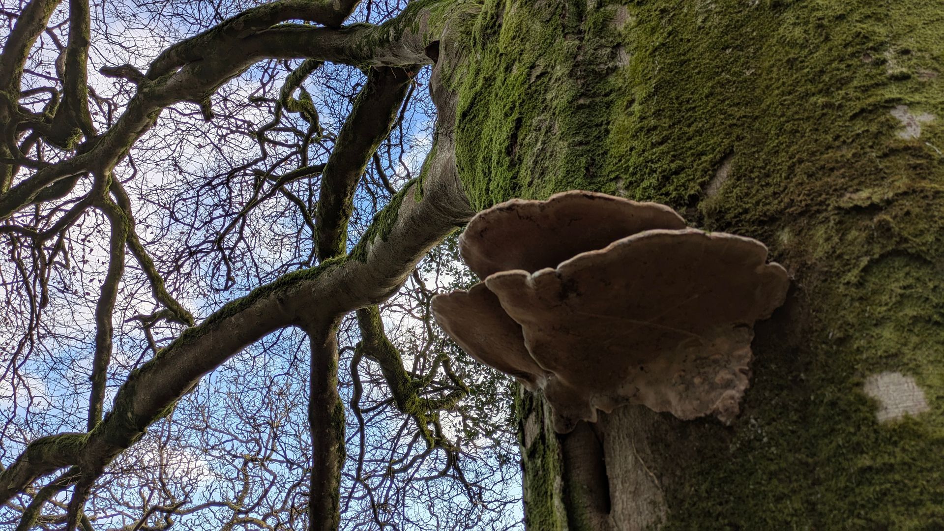Welcome February (2026) by Sue Cartwright, Spiral Leaf