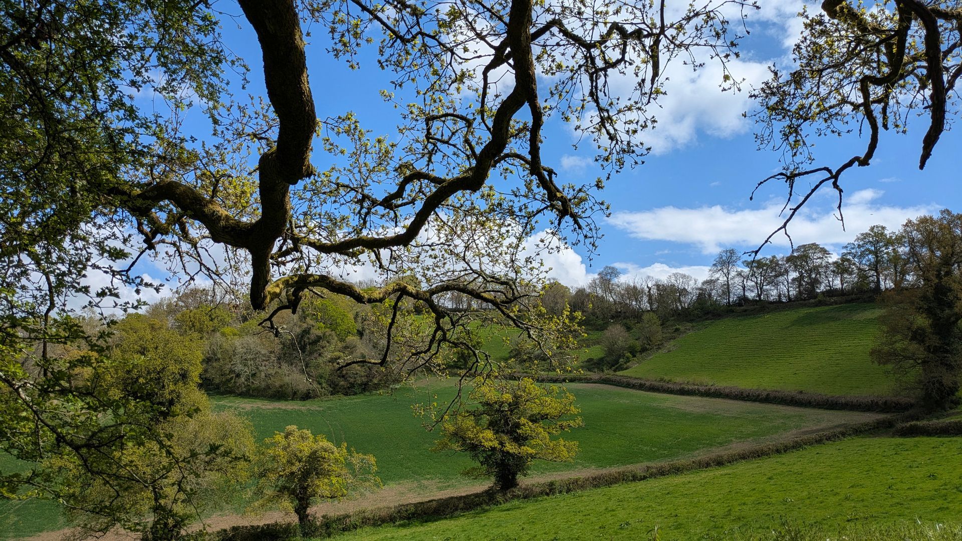 Healing Garden Gallery - Photograph by Sue Cartwright, Spiral Leaf