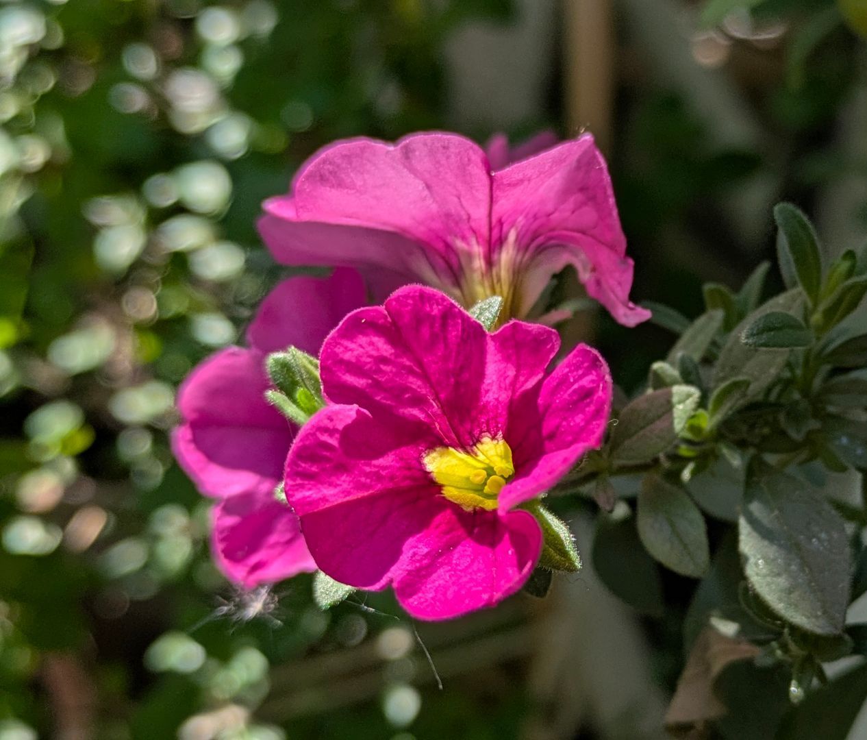 Sacred Space Gallery - Photographs by Sue Cartwright, Spiral Leaf