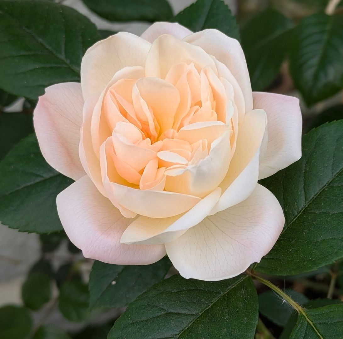 Sacred Space Gallery - Photographs by Sue Cartwright, Spiral Leaf