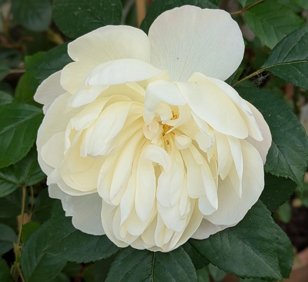 Sacred Space Gallery - Photographs by Sue Cartwright, Spiral Leaf