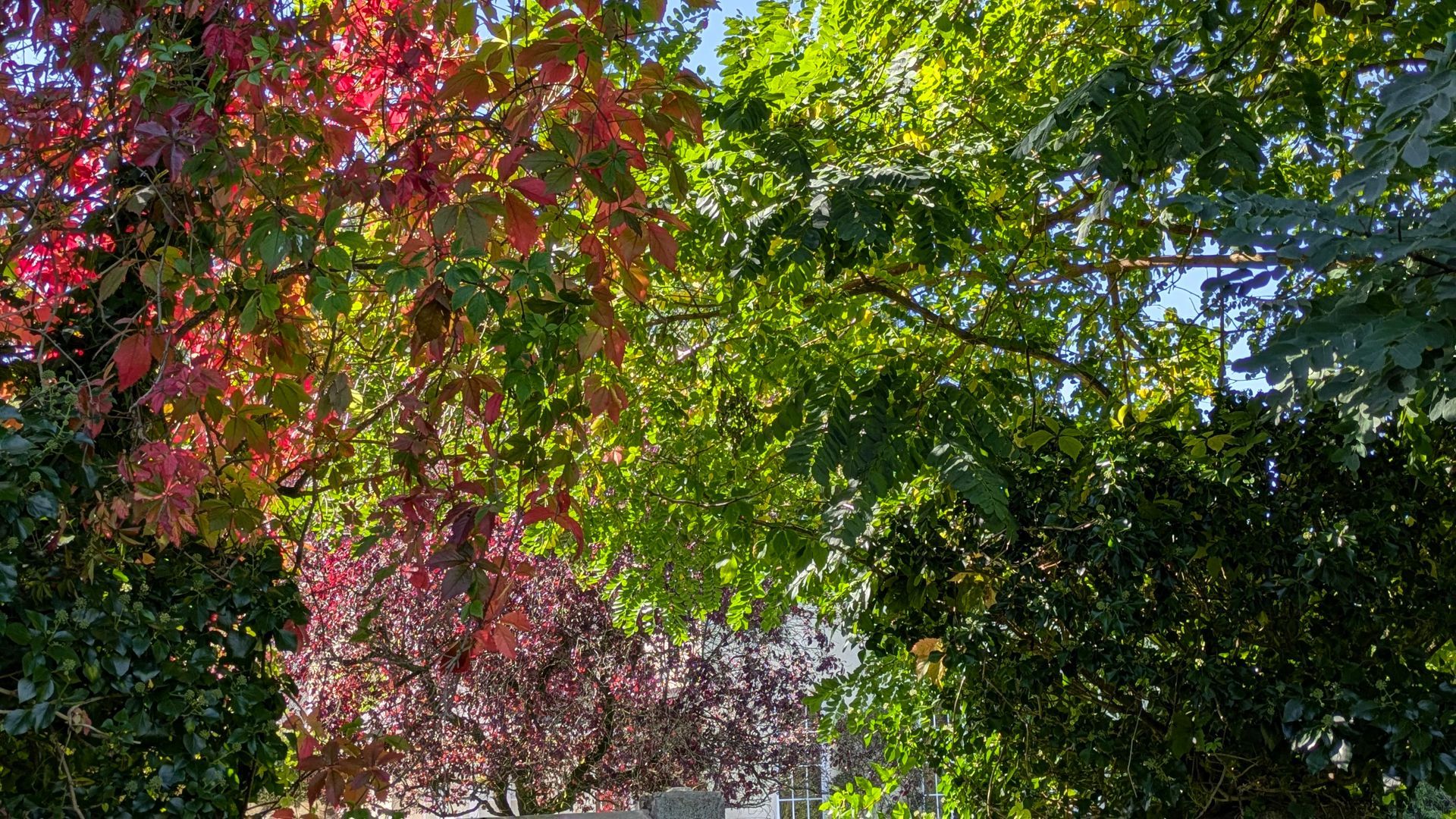 Autumn Treasures Gallery - Sue Cartwright, Spiral Leaf