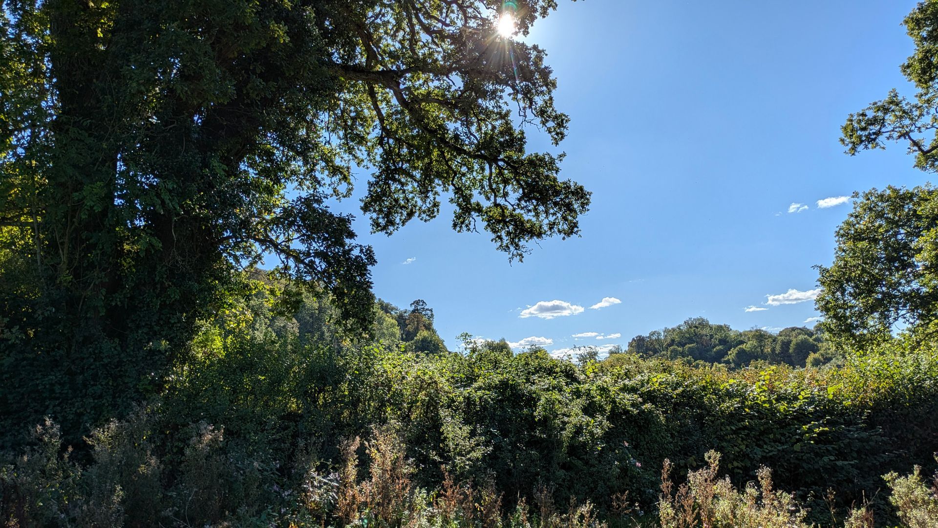 Healing Garden Gallery - Photograph by Sue Cartwright, Spiral Leaf