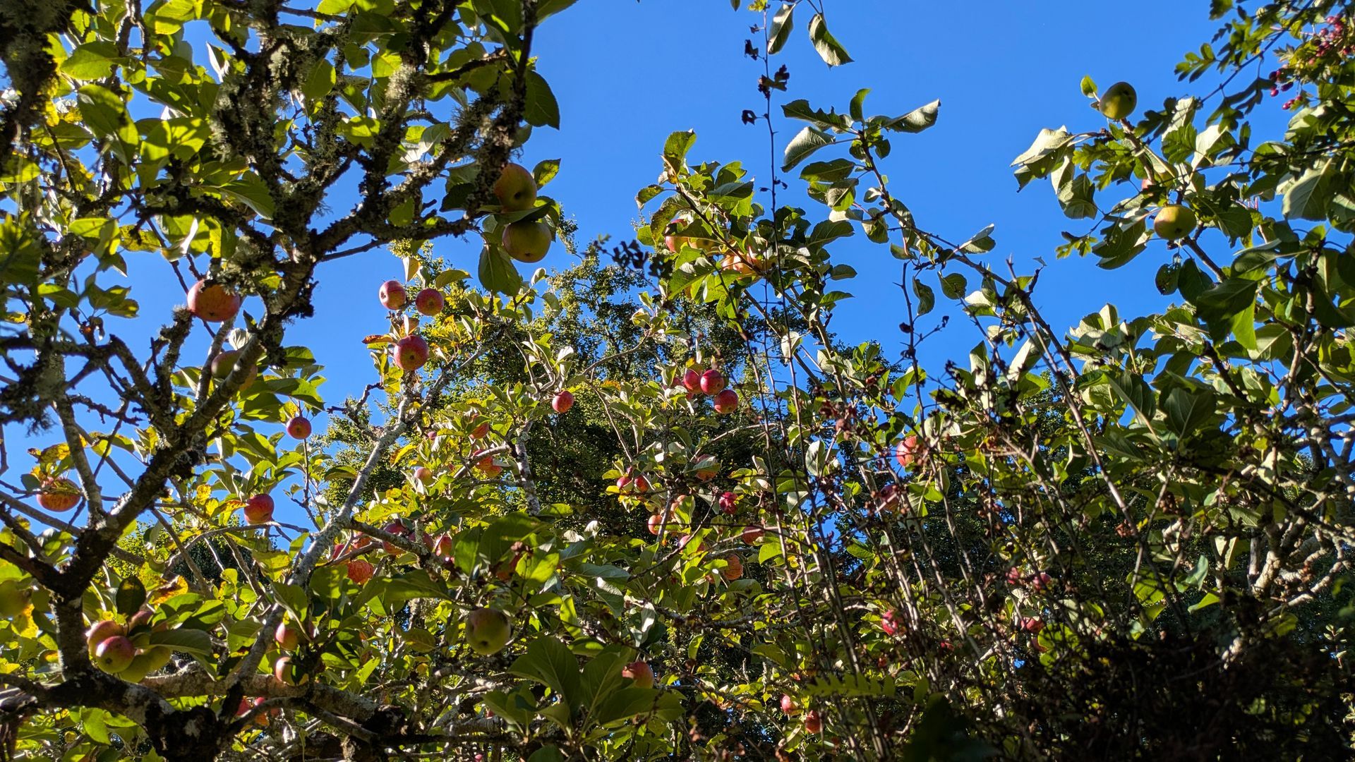 Healing Garden Gallery - Photograph by Sue Cartwright, Spiral Leaf