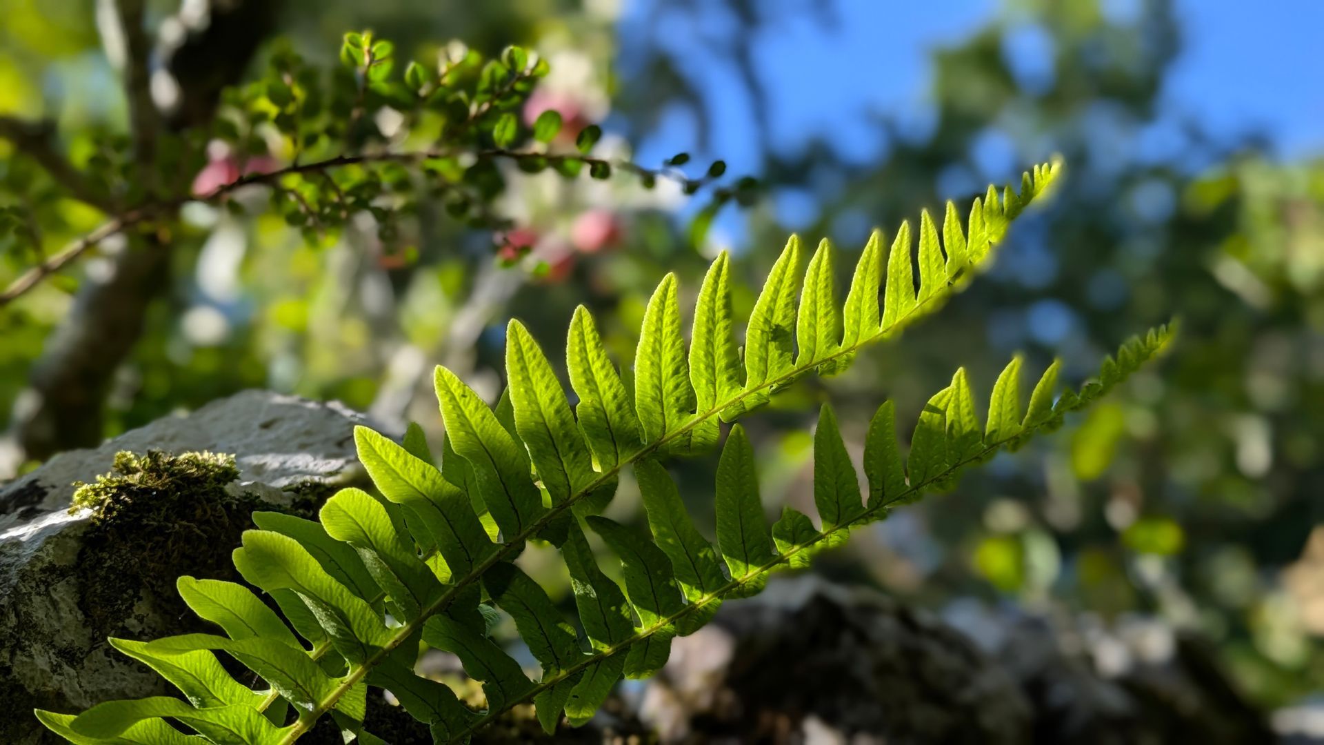 Healing Garden Gallery - Photograph by Sue Cartwright, Spiral Leaf