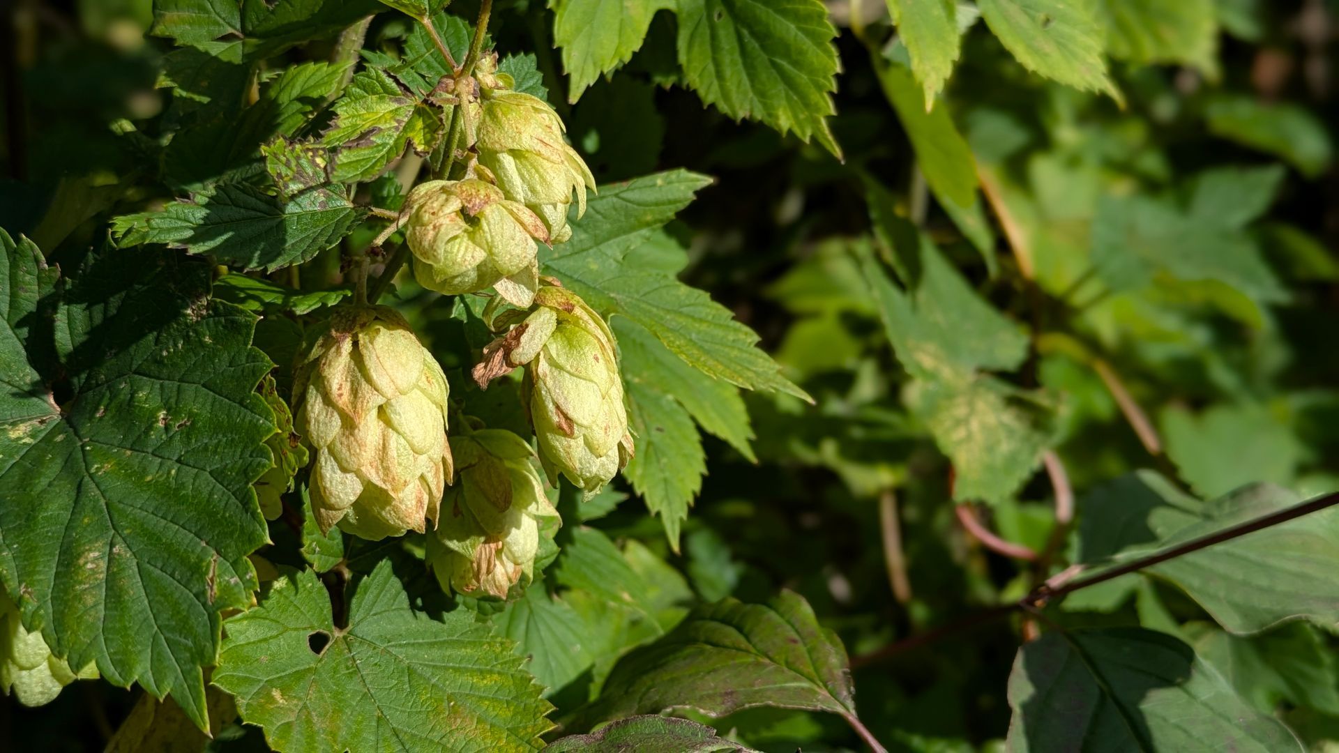 Autumn Treasures Gallery - Sue Cartwright, Spiral Leaf