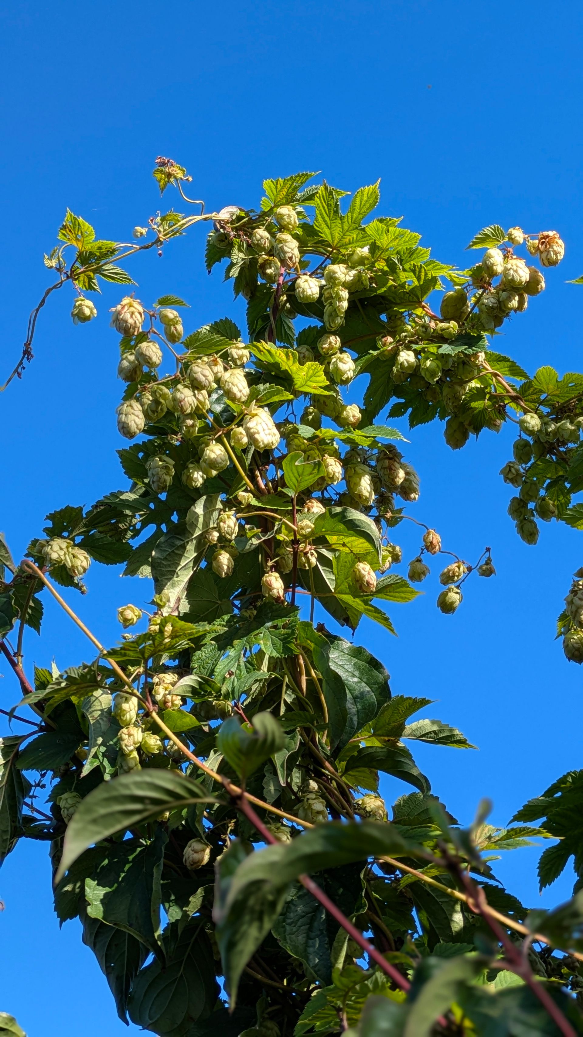 Healing Garden Gallery - Photograph by Sue Cartwright, Spiral Leaf