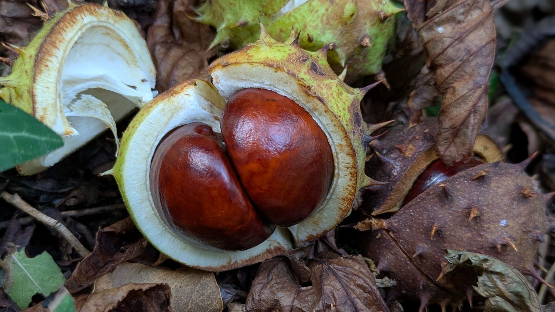 Autumn Treasures Gallery - Sue Cartwright, Spiral Leaf