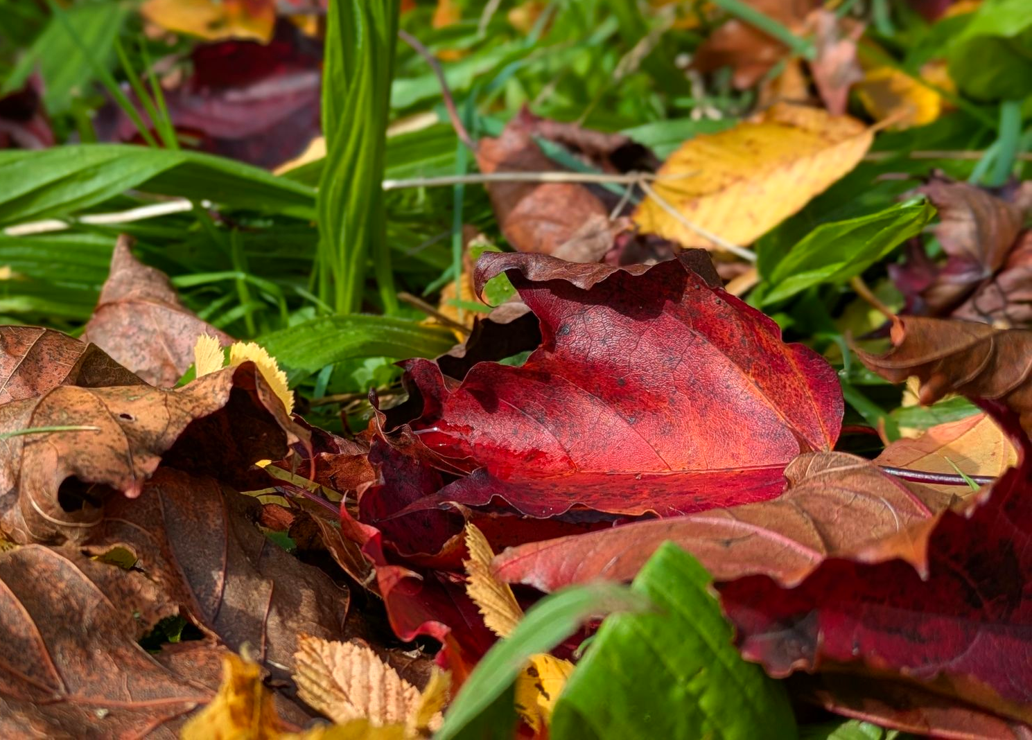 Autumn Treasures Gallery by Sue Cartwright, Spiral Leaf