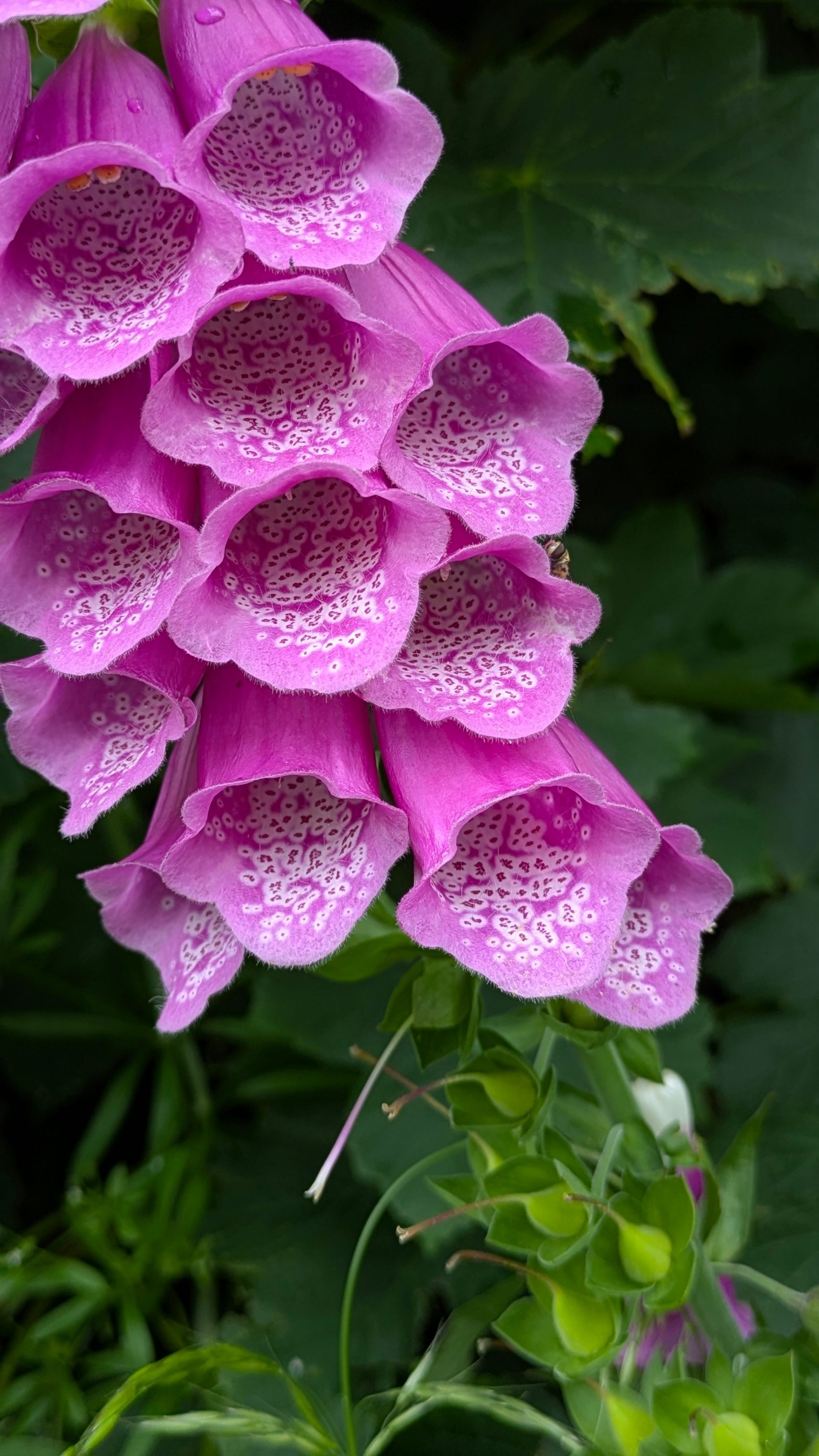 Videos Inspired by Nature by Sue Cartwright, Spiral Leaf VIdeos
