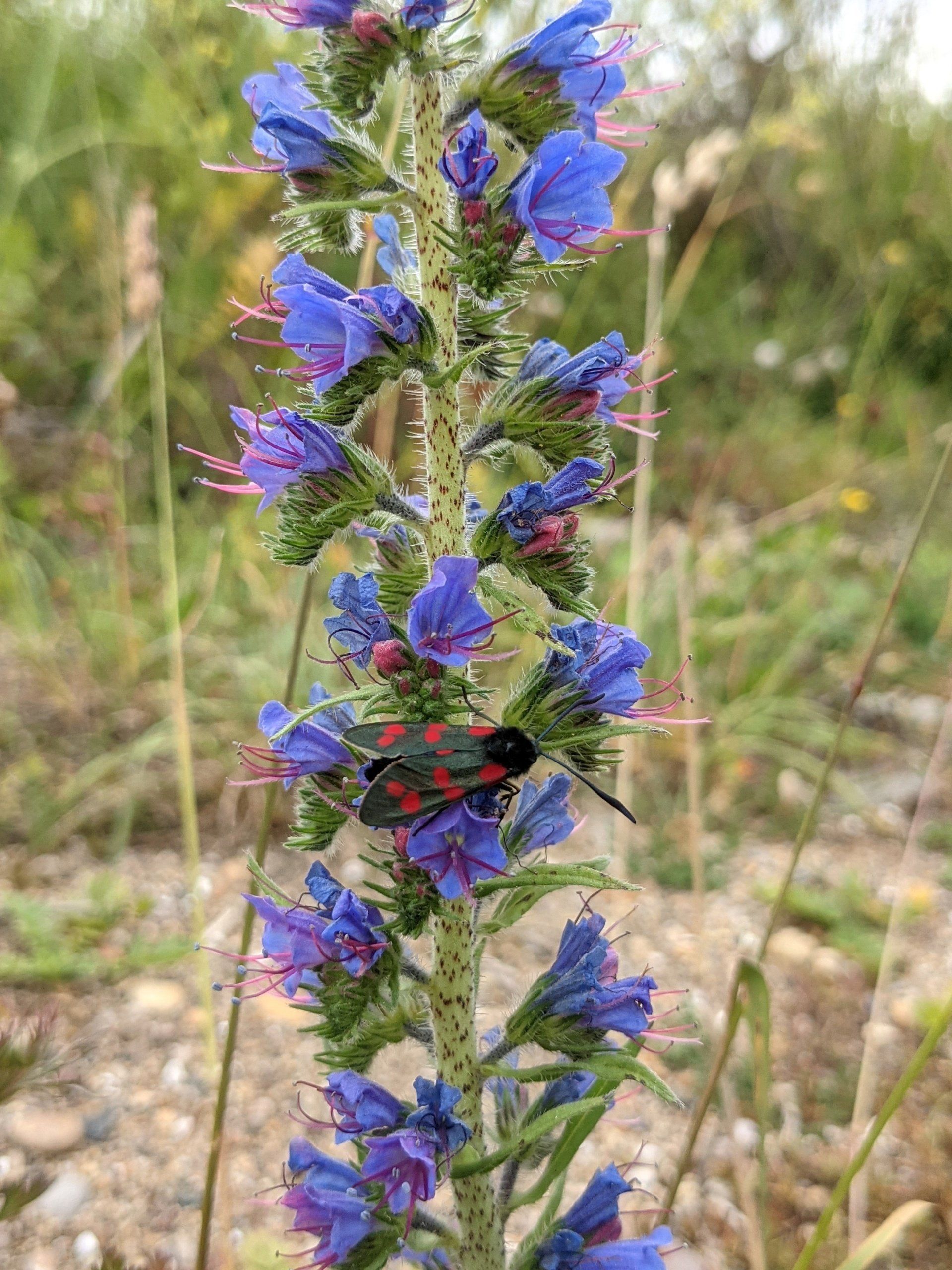 Burnet Moth - Photograph by Sue Cartwright, Spiral Leaf