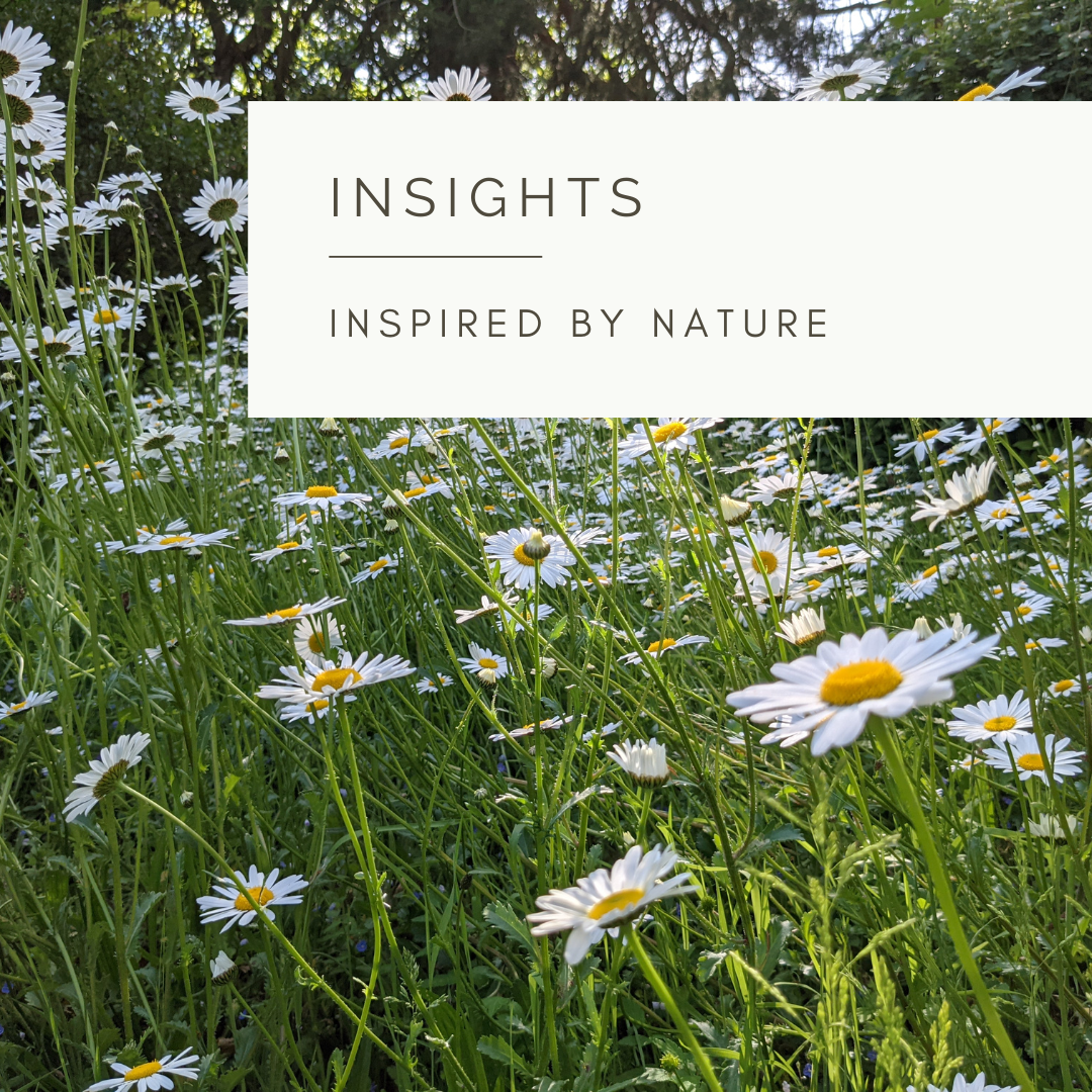 The Wild Patch - Poem and Video by Sue Cartwright, Spiral Leaf