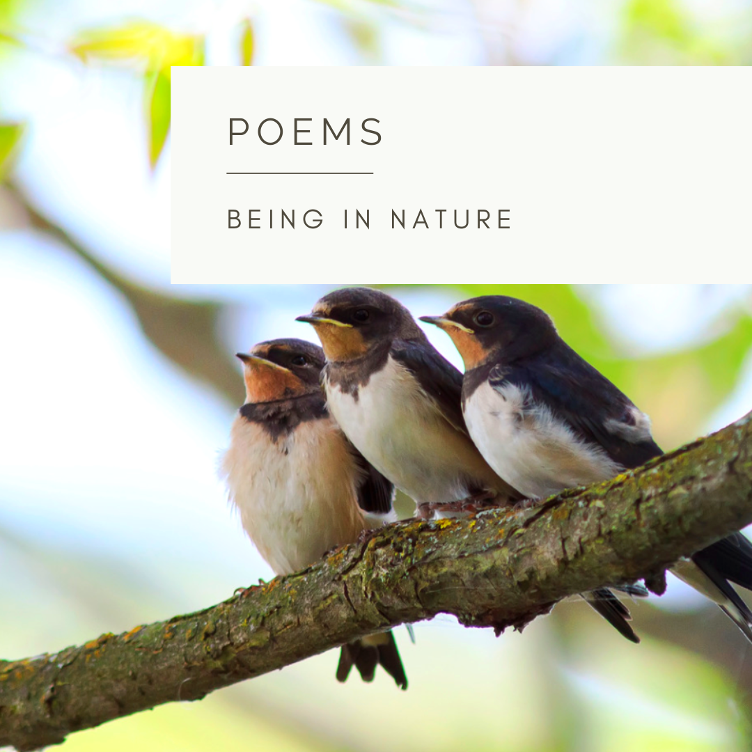 A Swallow's Journey - Poem and Video  by Sue Cartwright, Spiral Leaf