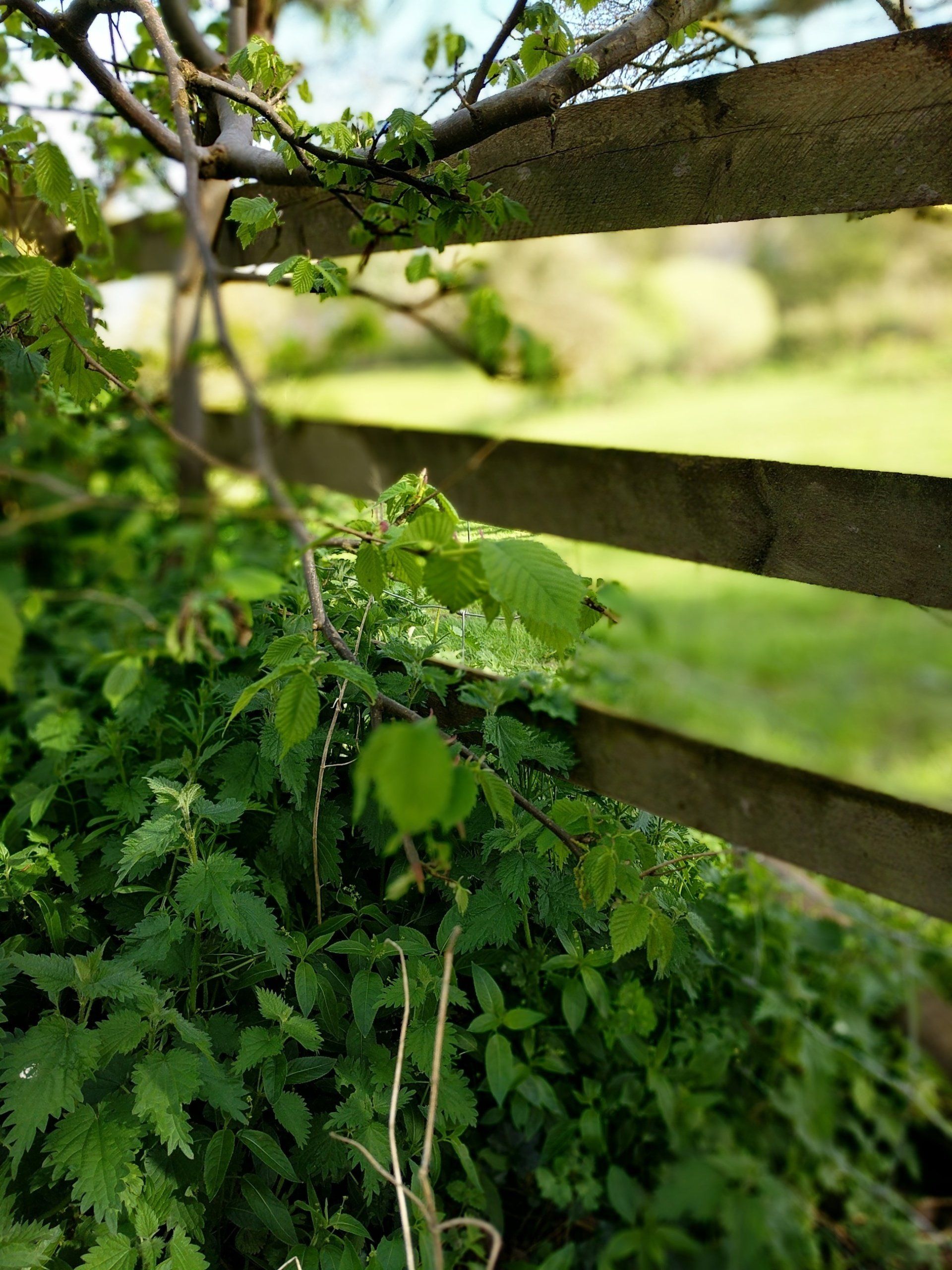 Hedgerows Gallery - Photograph by Sue Cartwright, Spiral Leaf