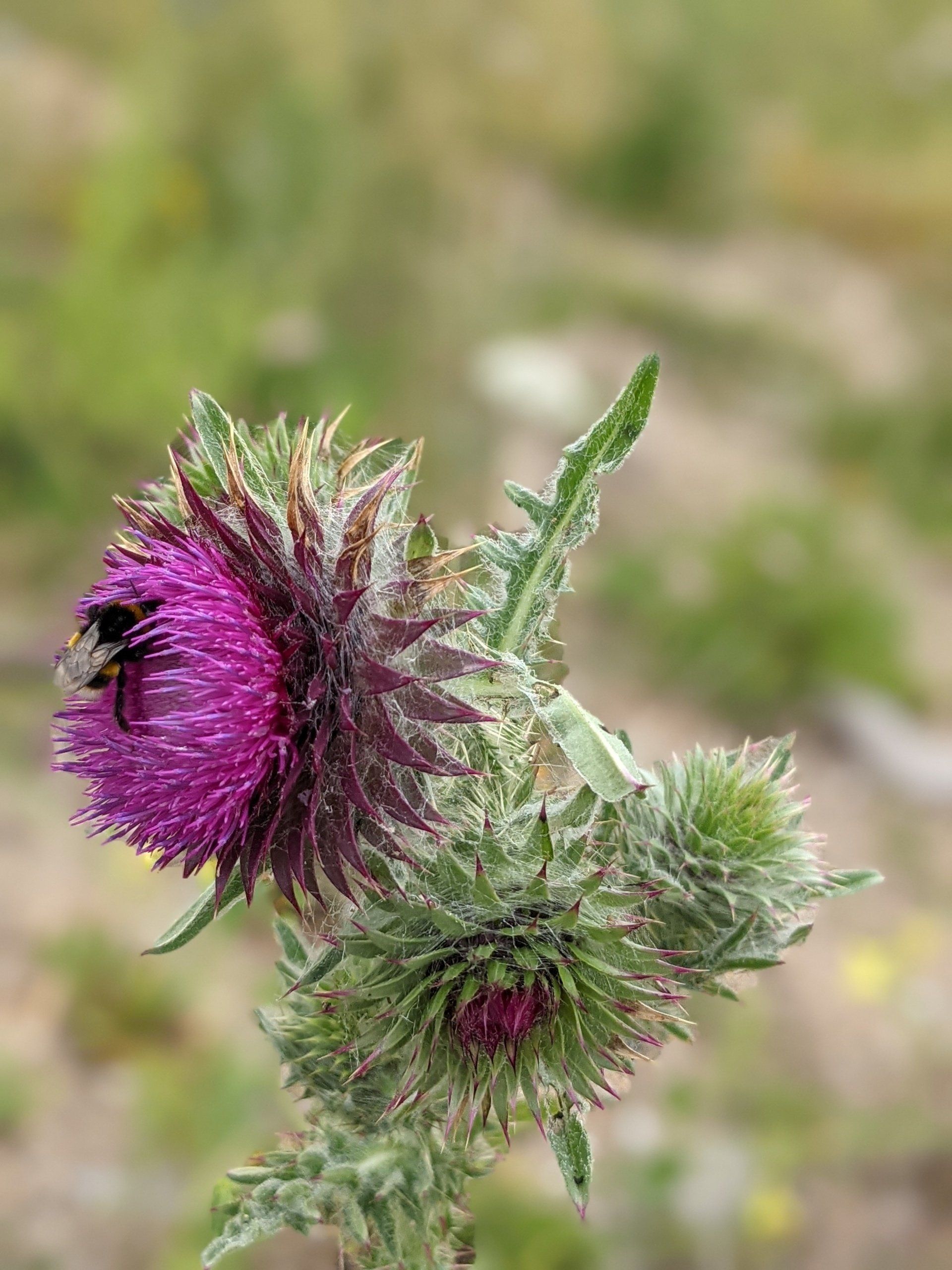 Sacred Bees by Sue Cartwright, Spiral Leaf