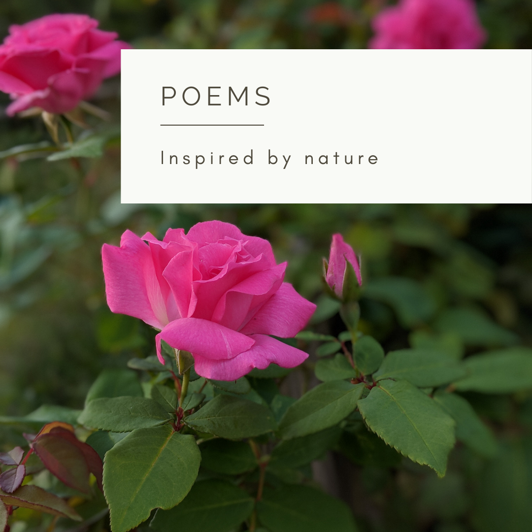 Inner Voice - Poem and Video by Sue Cartwright, Spiral Leaf