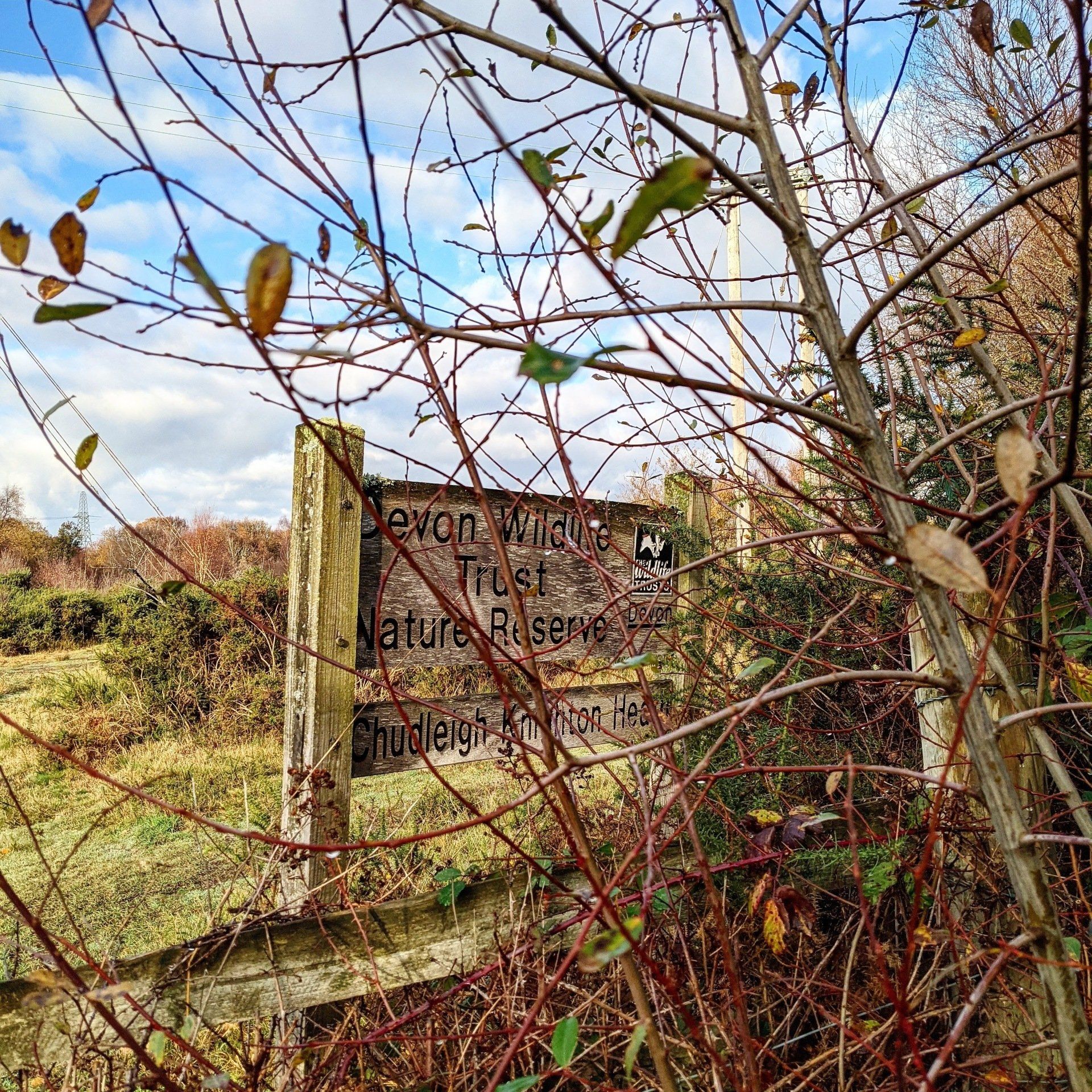 Healthland Gallery - Photograph by Sue Cartwright, Spiral Leaf