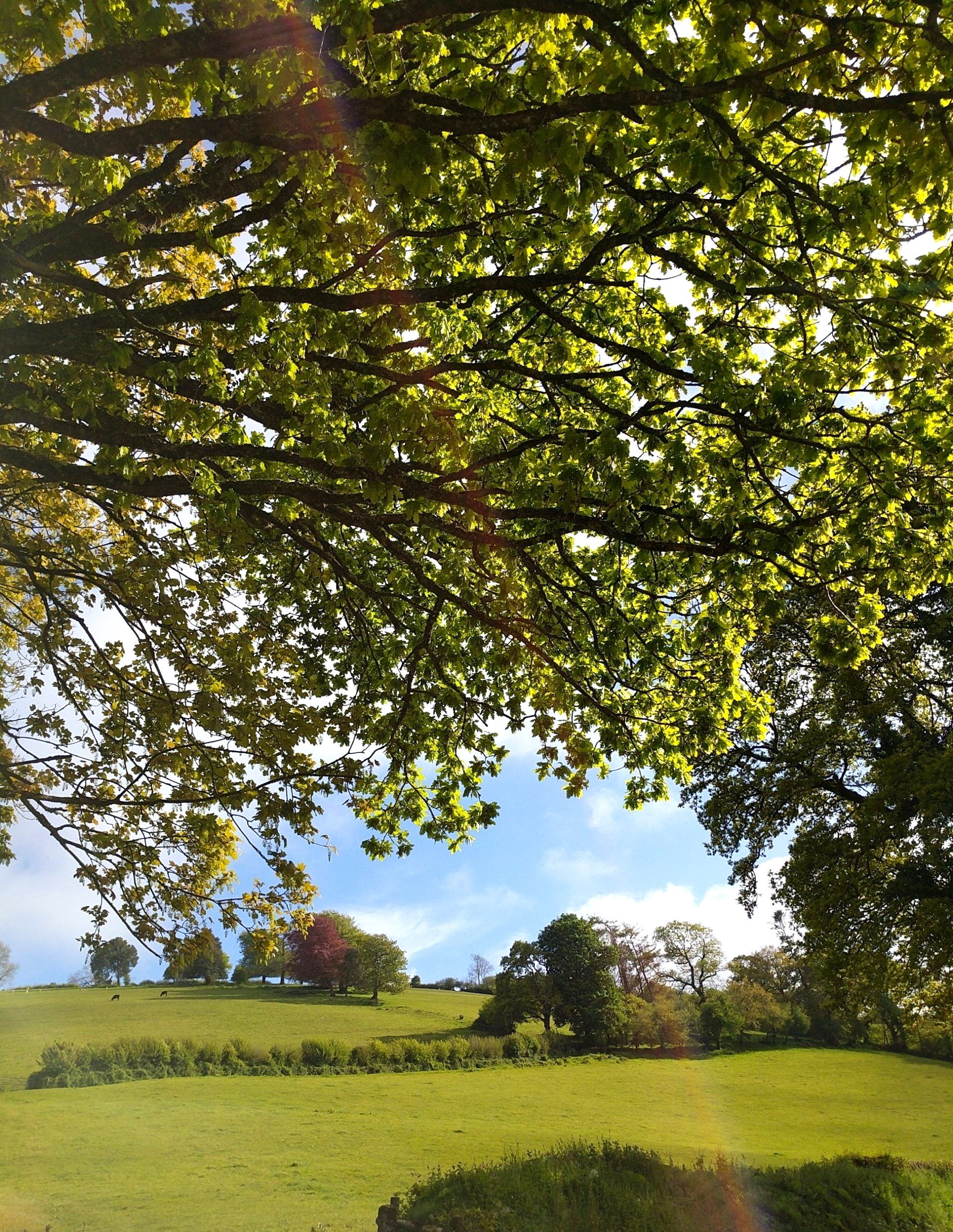 Summer Sun Gallery - Photographs by Sue Cartwright, Spiral Leaf