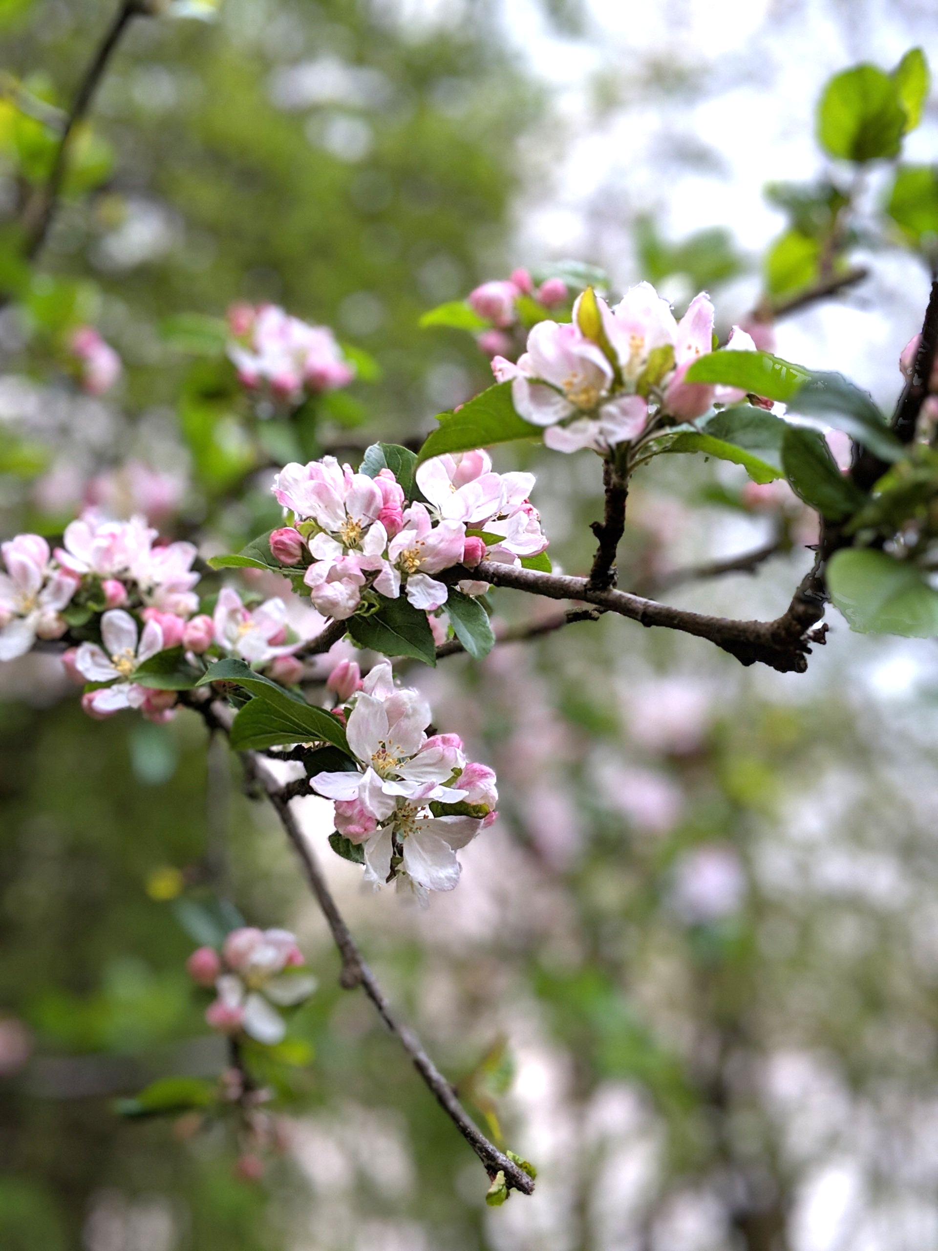 Almanac for March 2023 by Sue Cartwright, Spiral Leaf