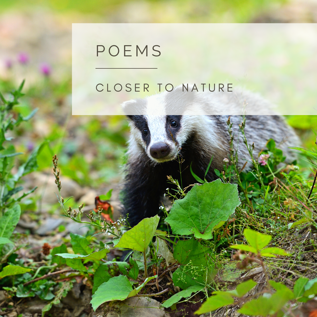 A Badger's Sett - Poem and Video by Sue Cartwright, Spiral Leaf