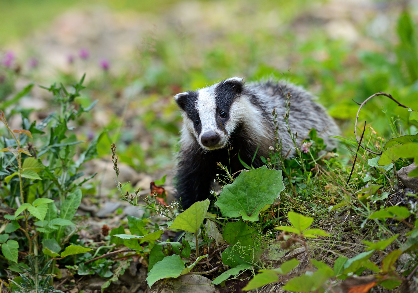 A Badger's Sett by Sue Cartwright, Spiral Leaf