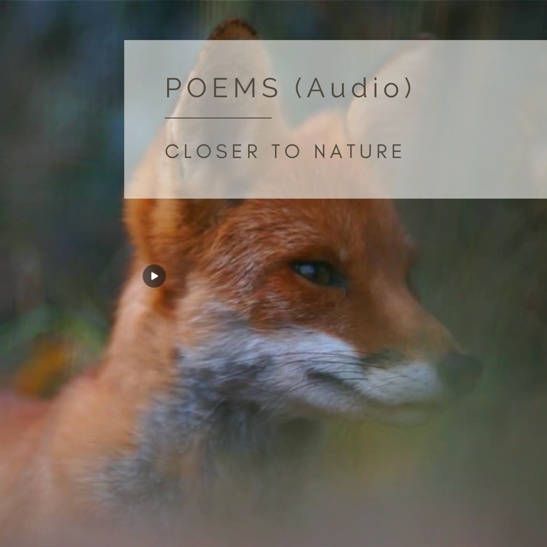 A Fox Runs - An Audio Poem and Video by Sue Cartwright, Spiral Leaf