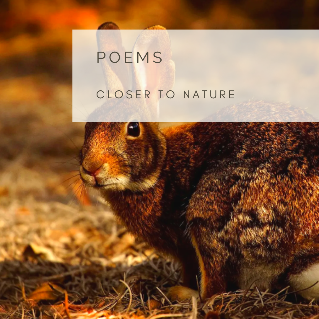 A Hare's Leap - Poem and Video by Sue Cartwright, Spiral Leaf