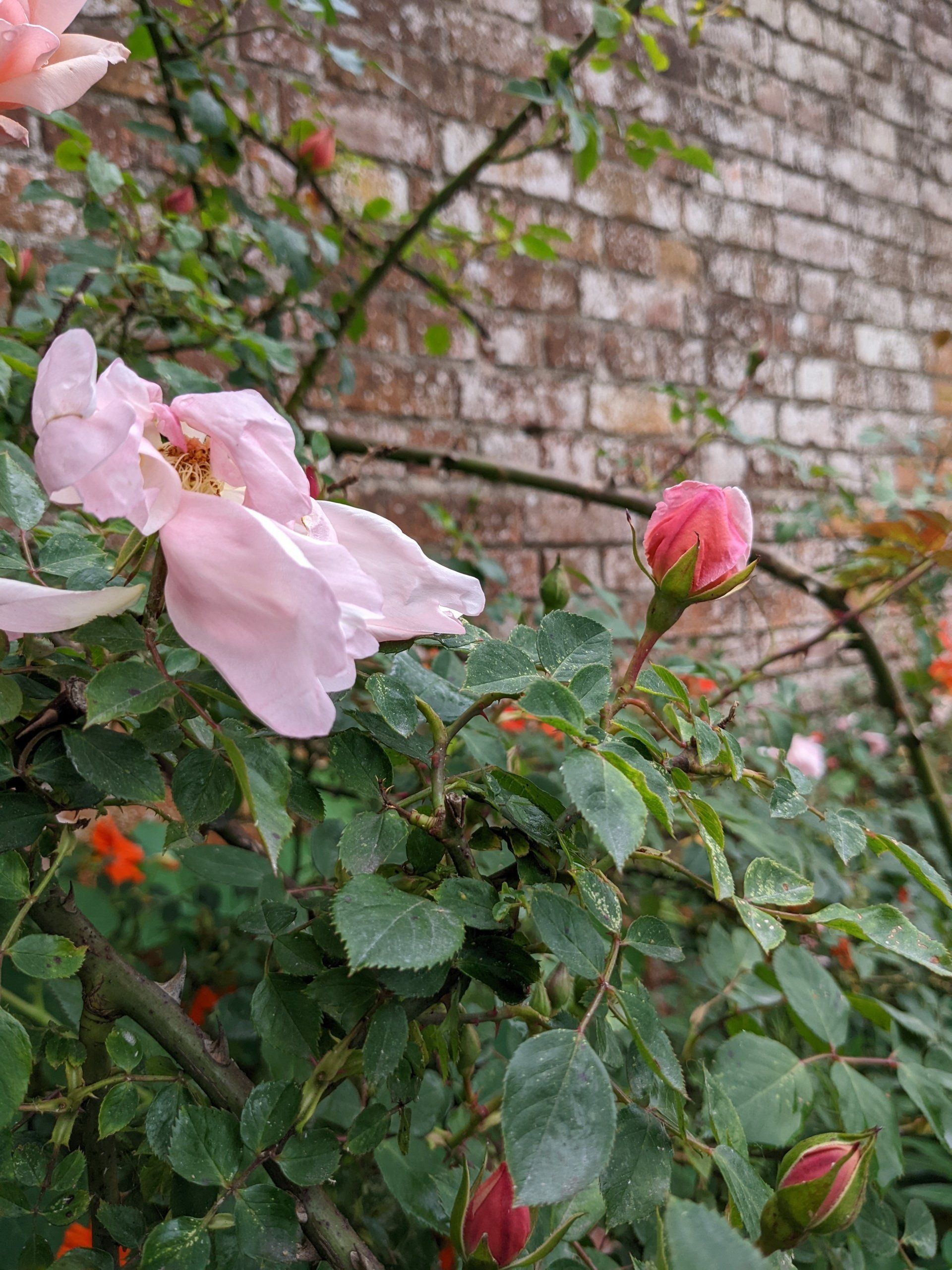 A Walled Garden Gallery - Photograph by Sue Cartwright, Spiral Leaf