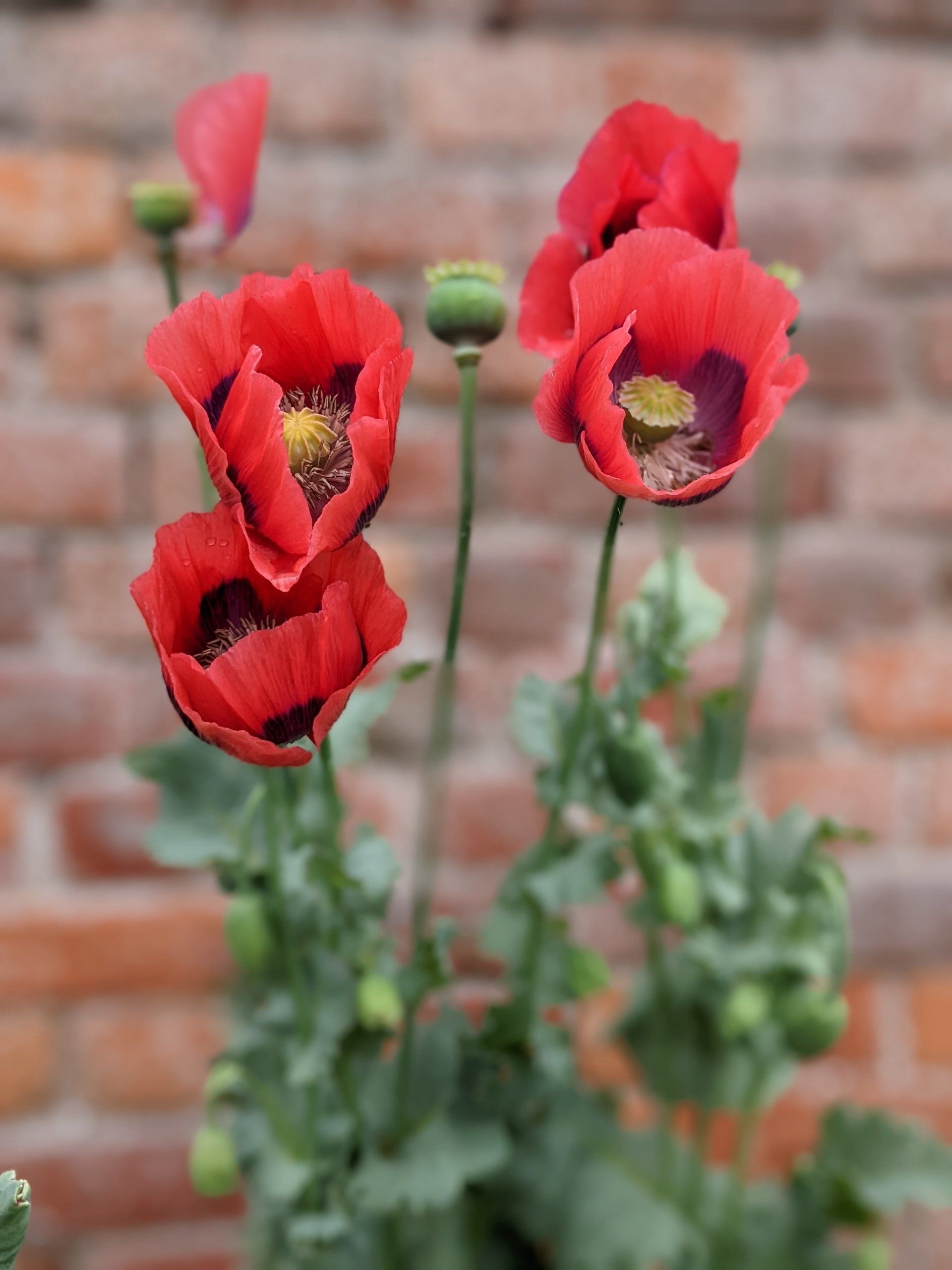 A Walled Garden Gallery - Photograph by Sue Cartwright, Spiral Leaf