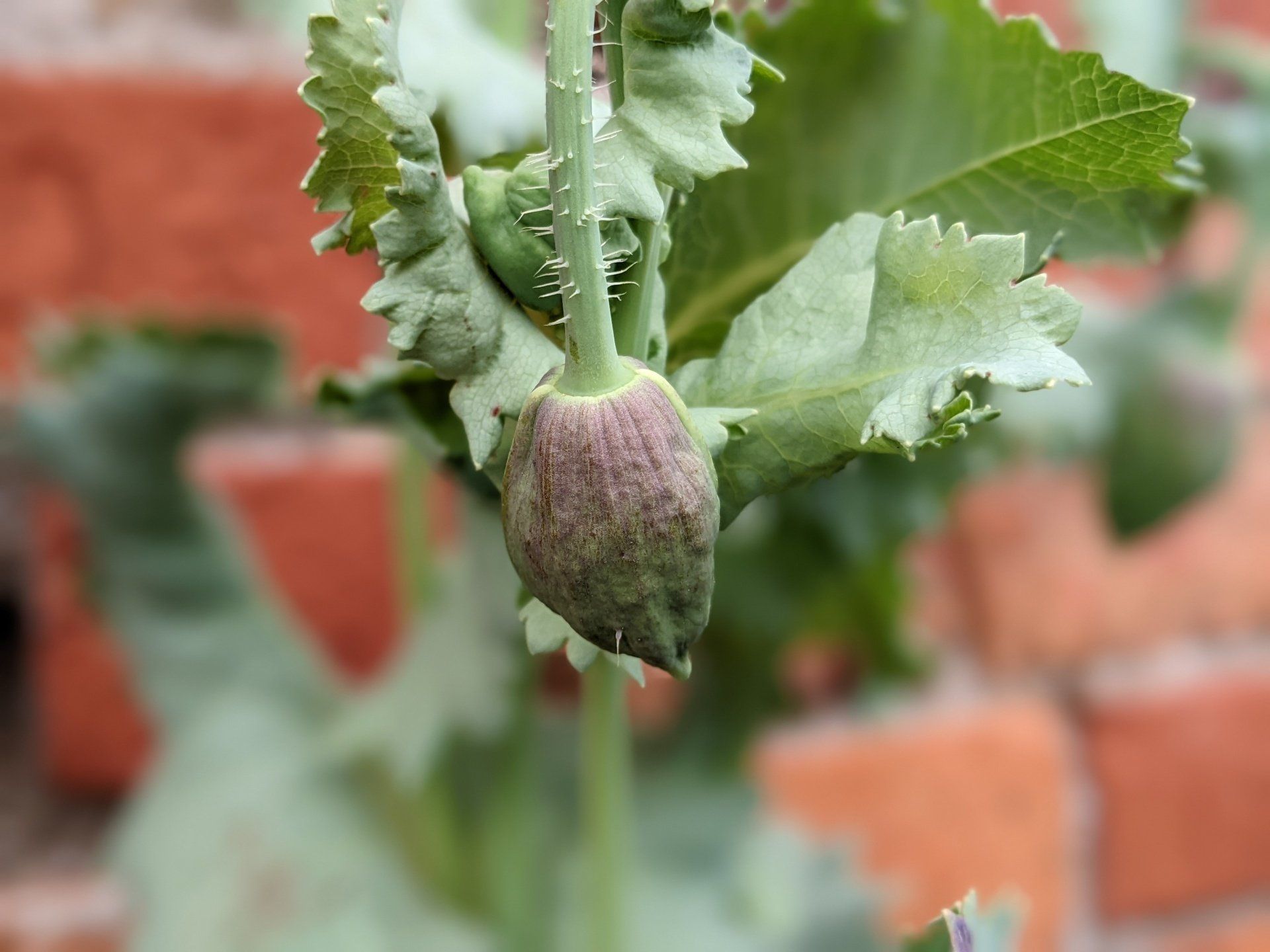 A Walled Garden Gallery - Photograph by Sue Cartwright, Spiral Leaf