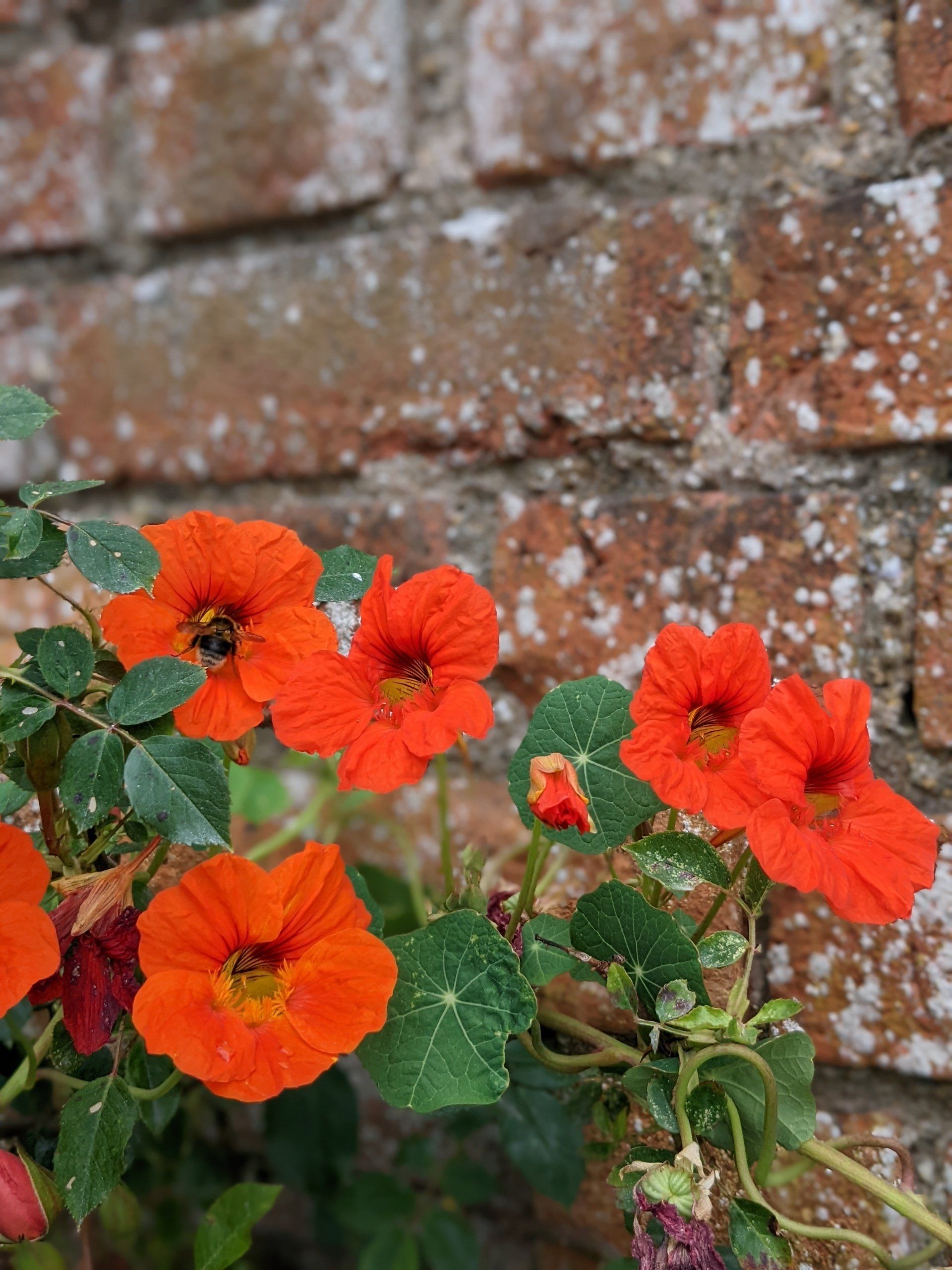A Walled Garden Gallery - Photograph by Sue Cartwright, Spiral Leaf