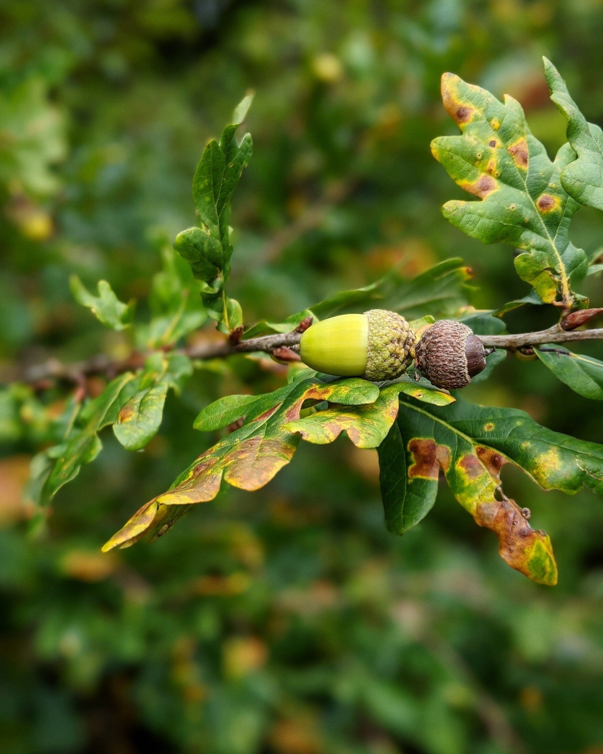 Leaves Gallery - Photograph by Sue Cartwright, Spiral Leaf