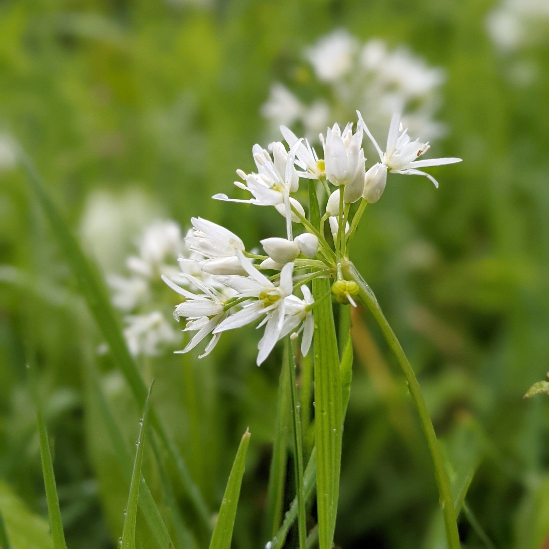 Wildflowers Gallery - Photograph by Sue Cartwright, Spiral Leaf