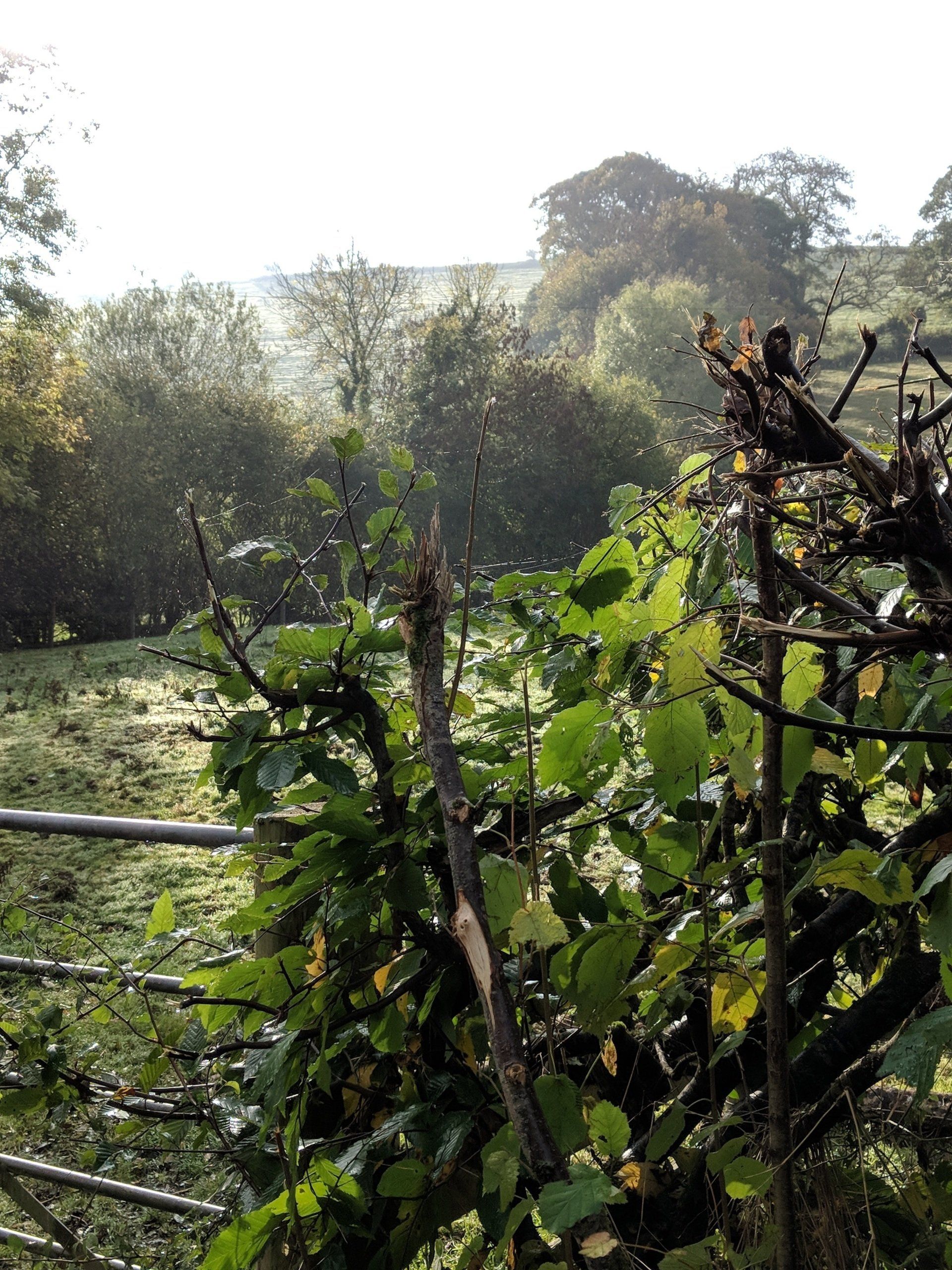 Hedgerows Gallery - Photograph by Sue Cartwright, Spiral Leaf