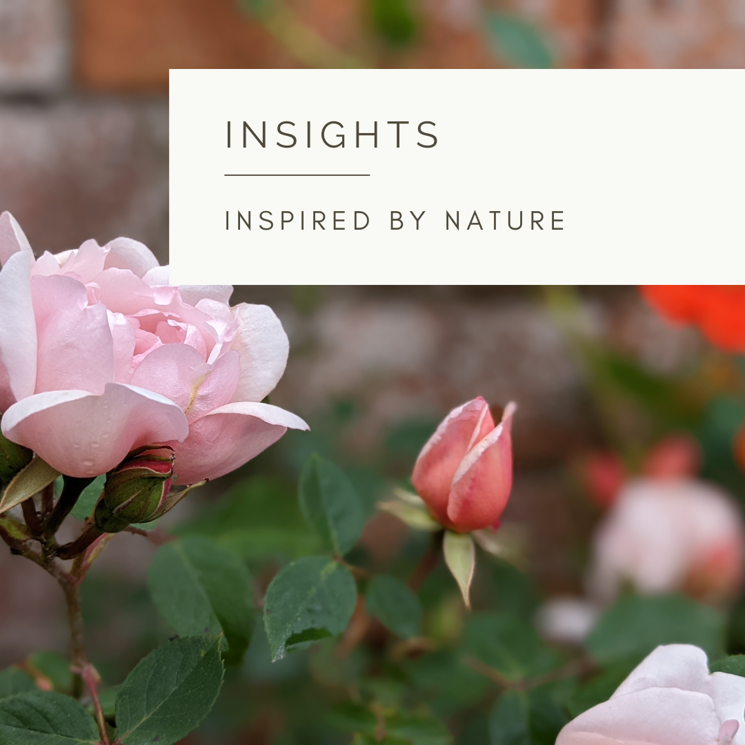 A Walled Garden - Poem and Video by Sue Cartwright, Spiral Leaf