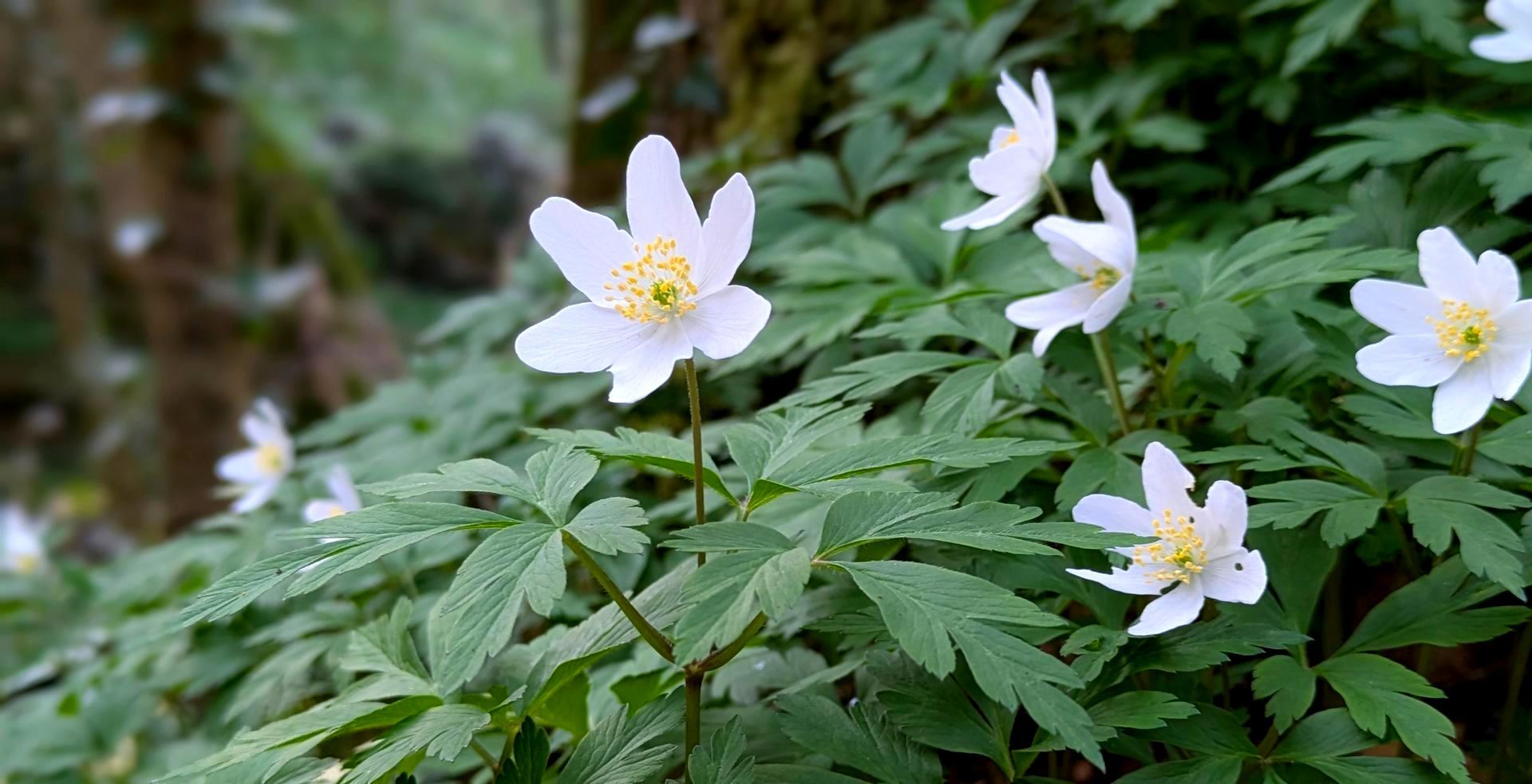 Videos Inspired by Nature by Sue Cartwright, Spiral Leaf VIdeos