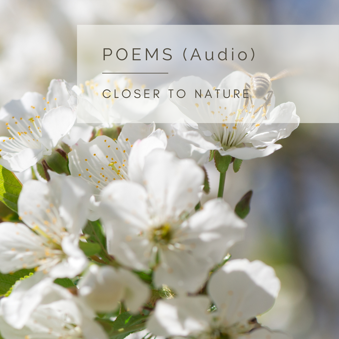 Video inspired by Nature by Sue Cartwright, Spiral Leaf