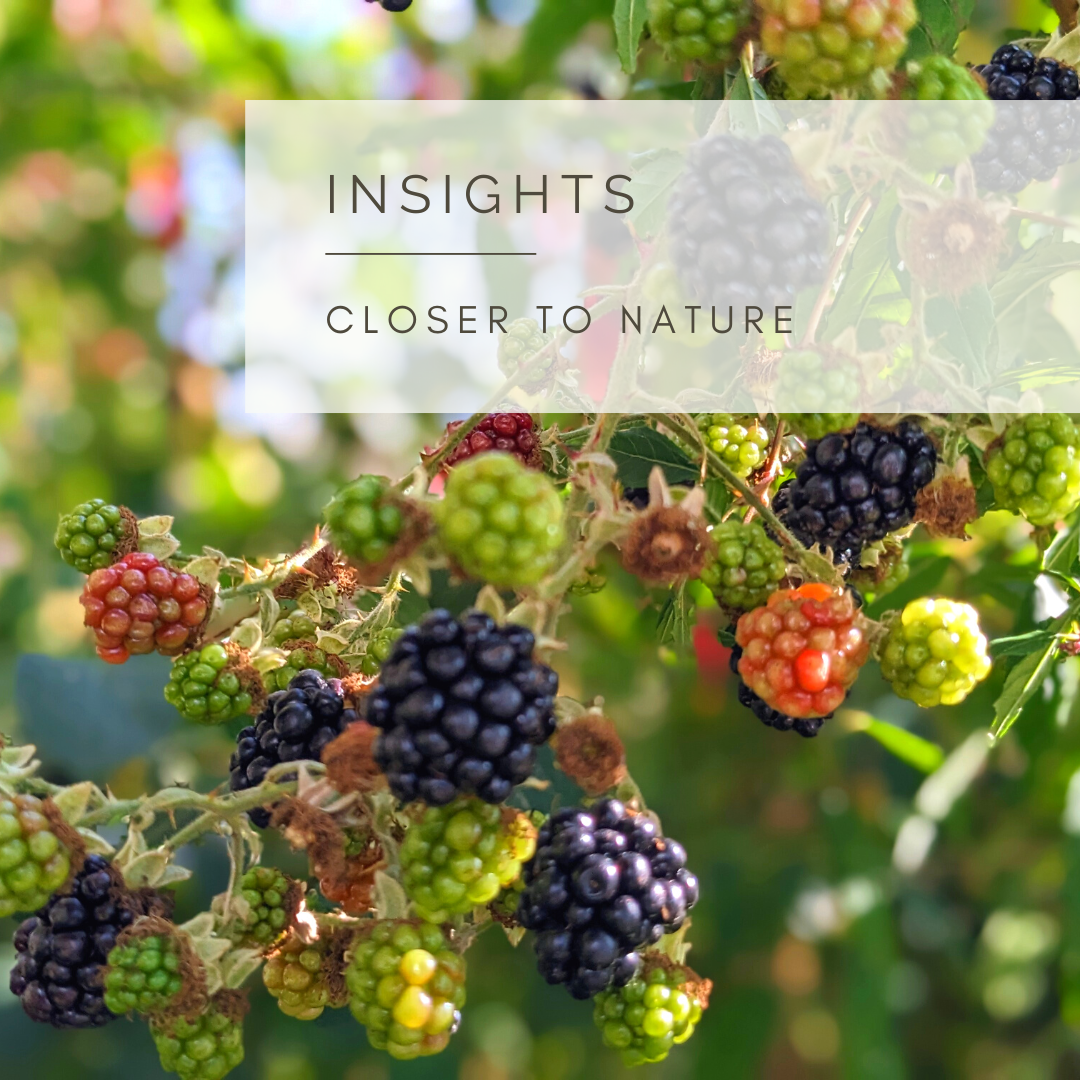 Autumn Fruits - - Poem and Video by Sue Cartwright, Spiral Leaf