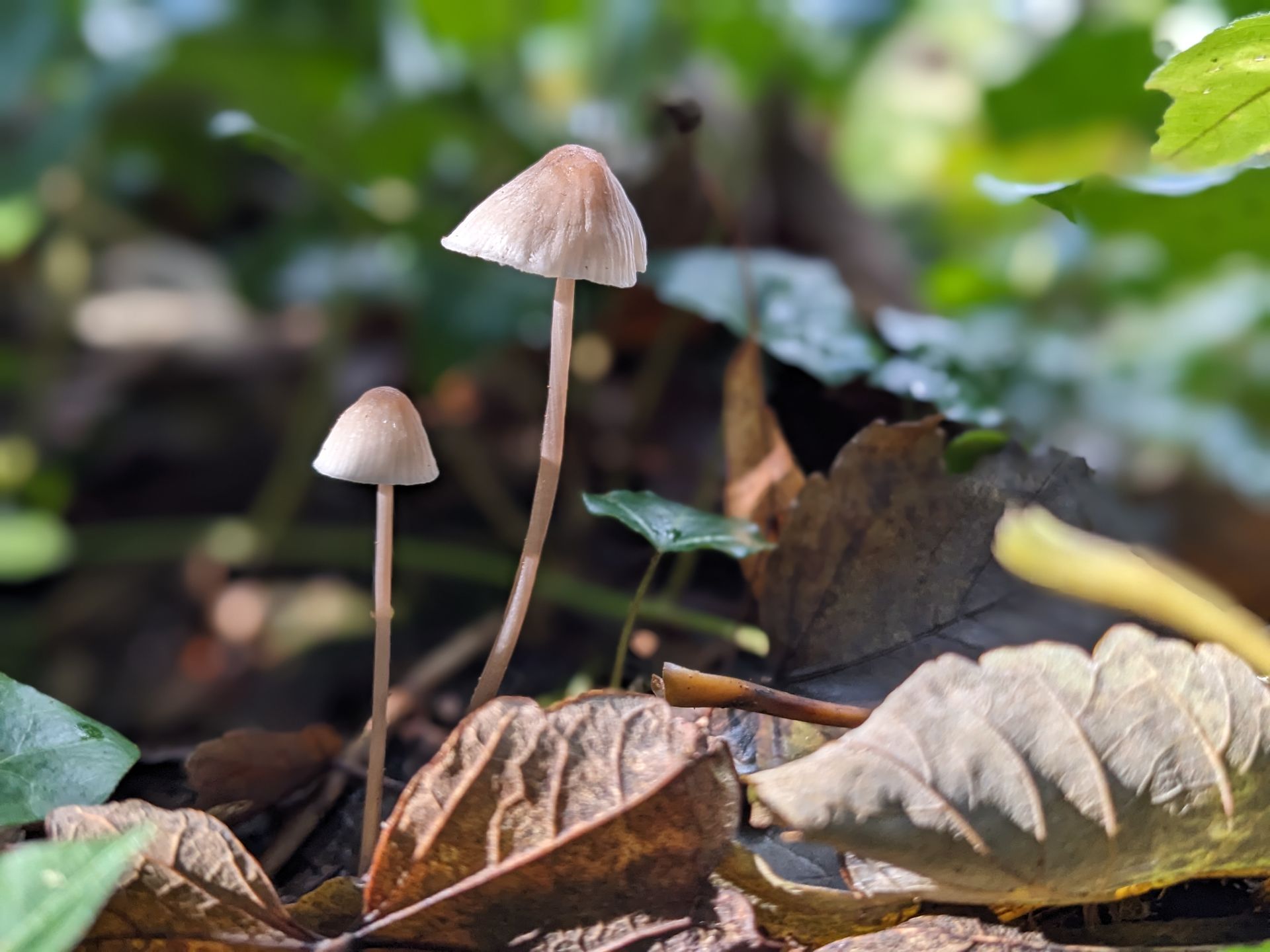 Autumn Treasures Gallery - Sue Cartwright, Spiral Leaf