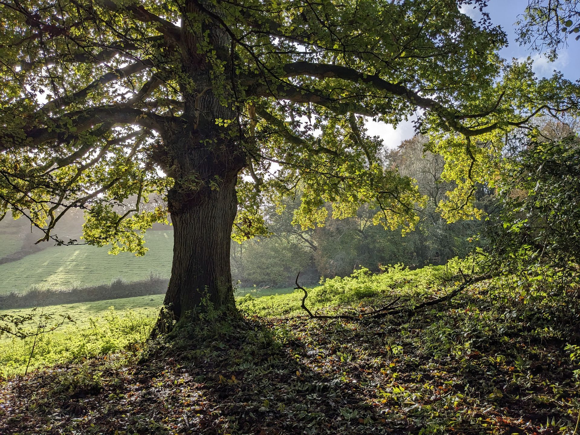 Autumn Treasures Gallery - Sue Cartwright, Spiral Leaf