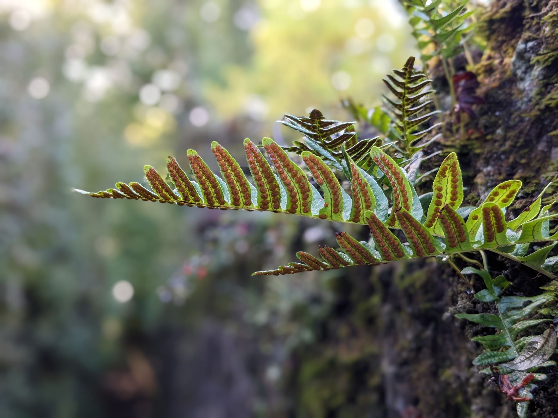 Autumn Treasures Gallery by Sue Cartwright. Spiral Leaf