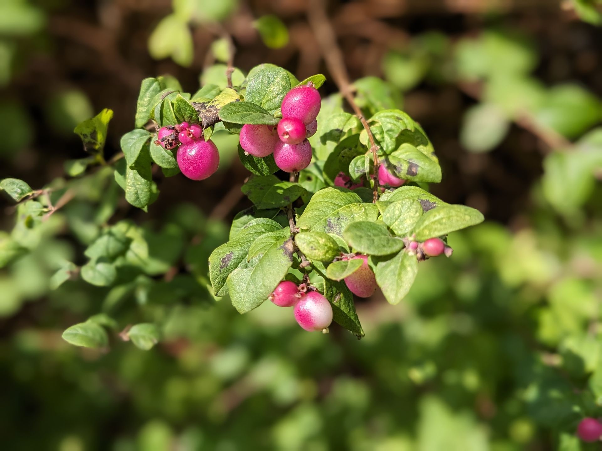 Autumn Treasures Gallery - Sue Cartwright, Spiral Leaf