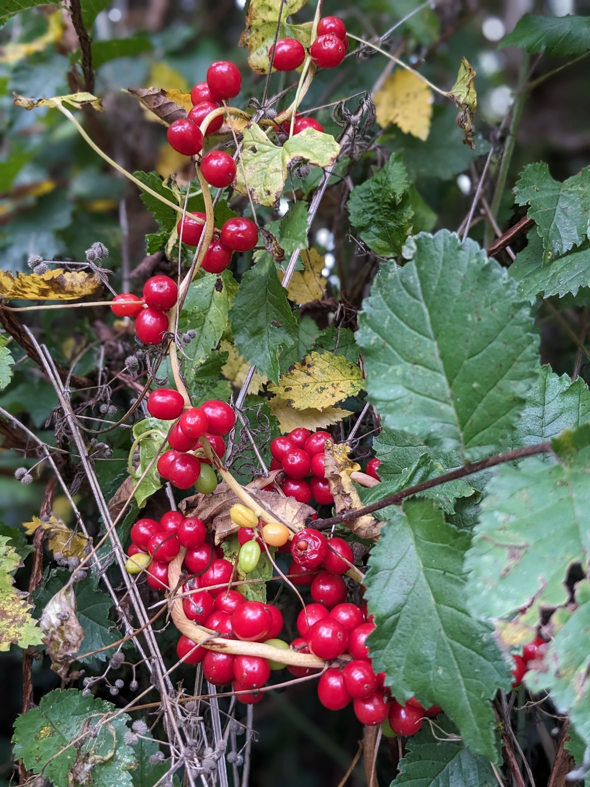 Almanac for October 2023 (and photograph) by Sue Cartwright, Spiral Leaf