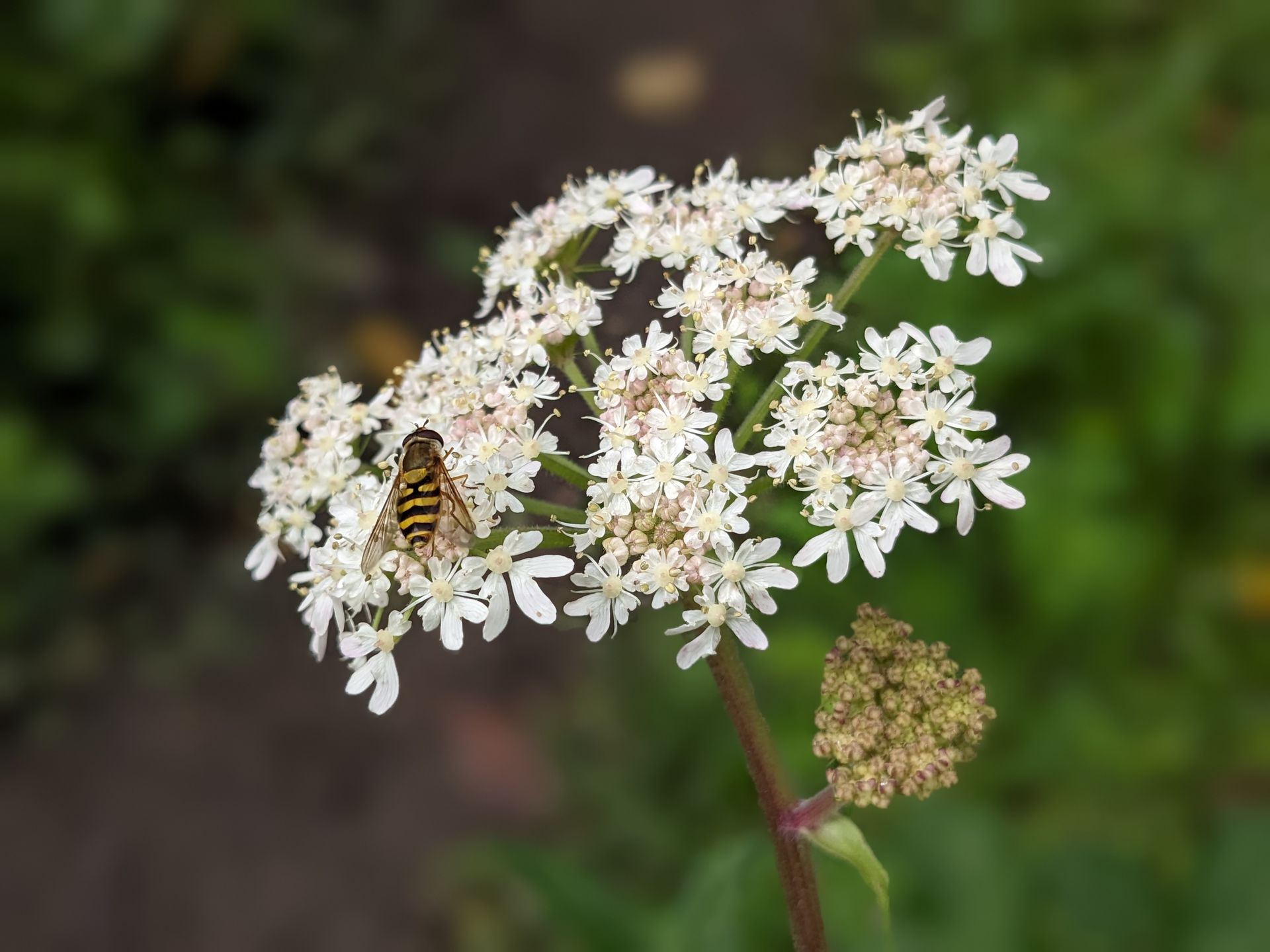 Almanac for October 2023(and photograph) by Sue Cartwright, Spiral Leaf