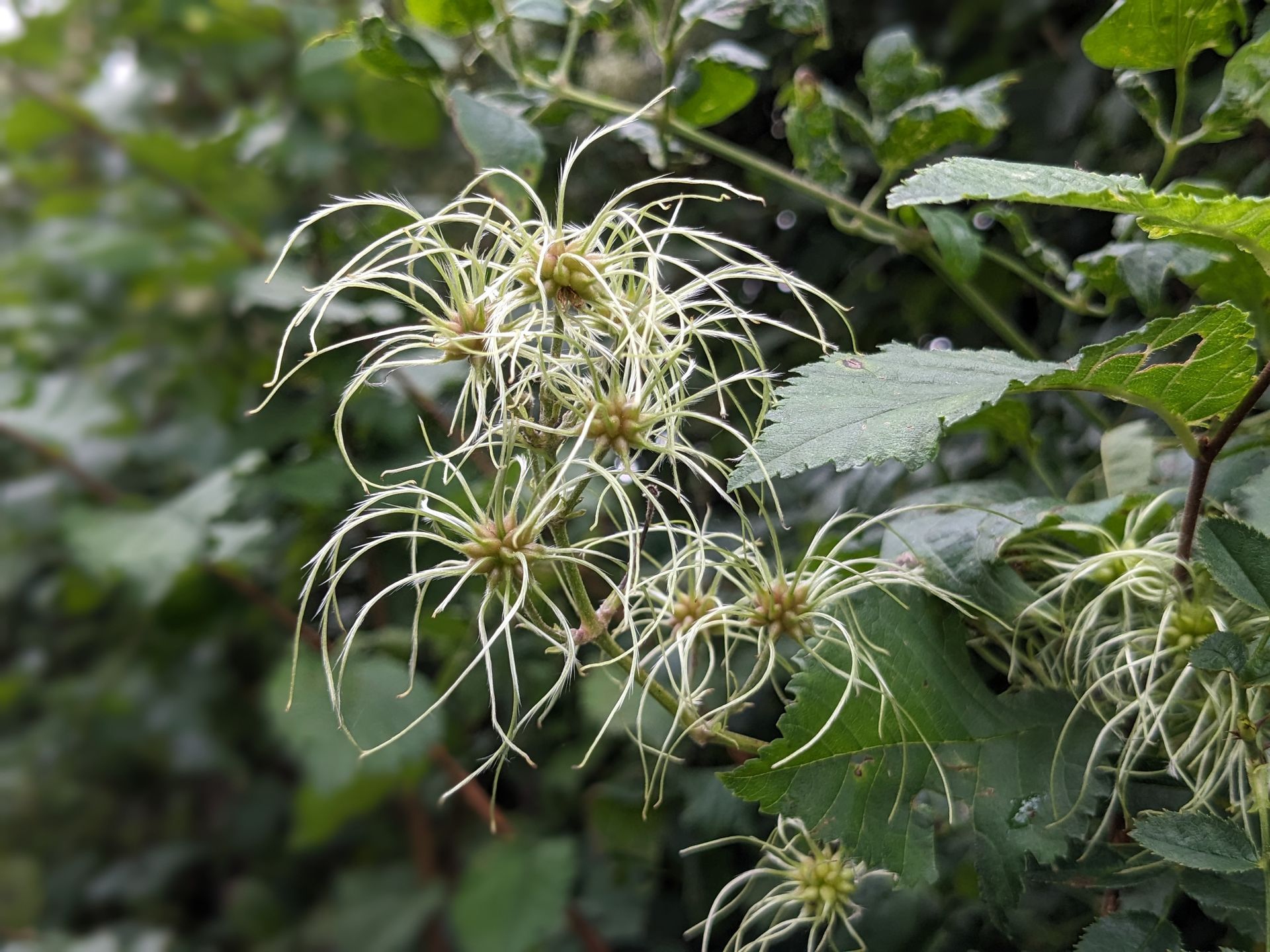 Almanac for October 2023 (and photograph) by Sue Cartwright, Spiral Leaf