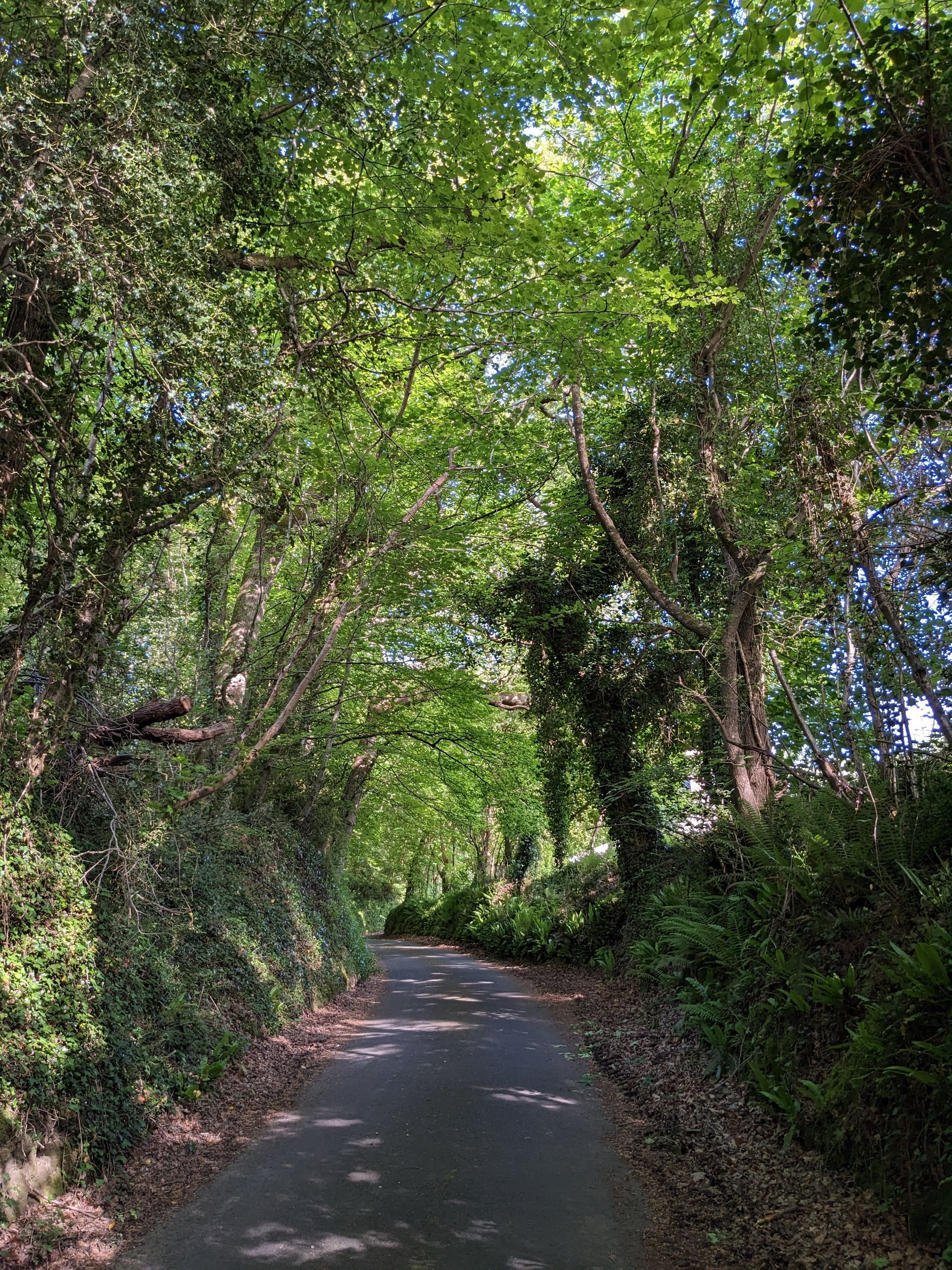 Almanac for October 2023 (and photograph) by Sue Cartwright, Spiral Leaf