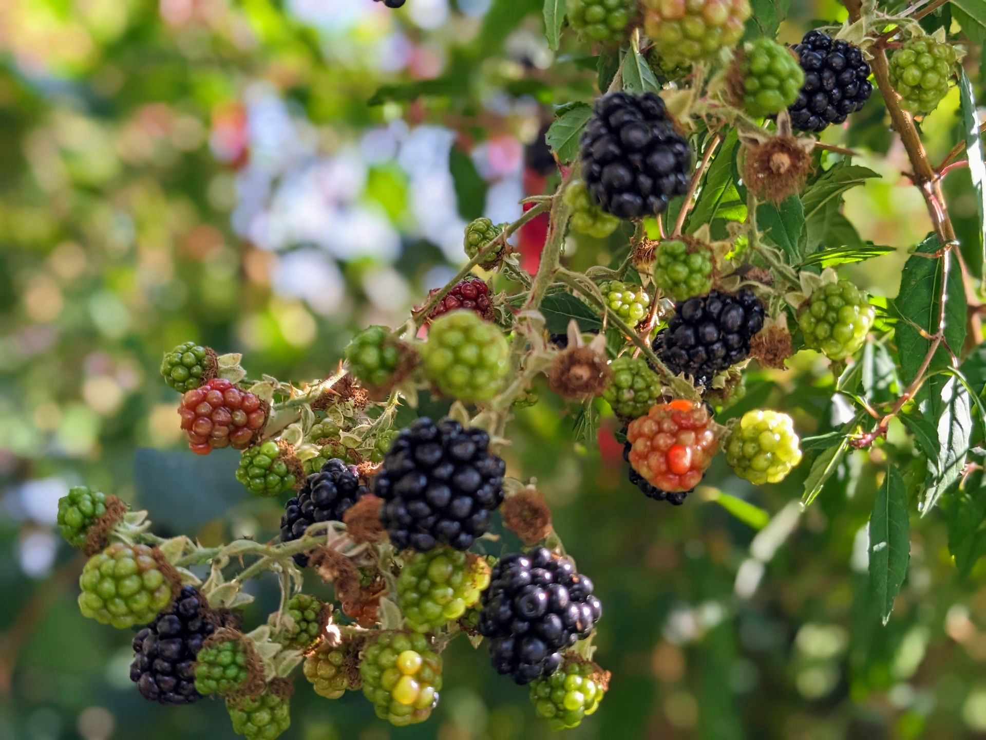 Autumn Fruits by Sue Cartwright, Spiral Leaf