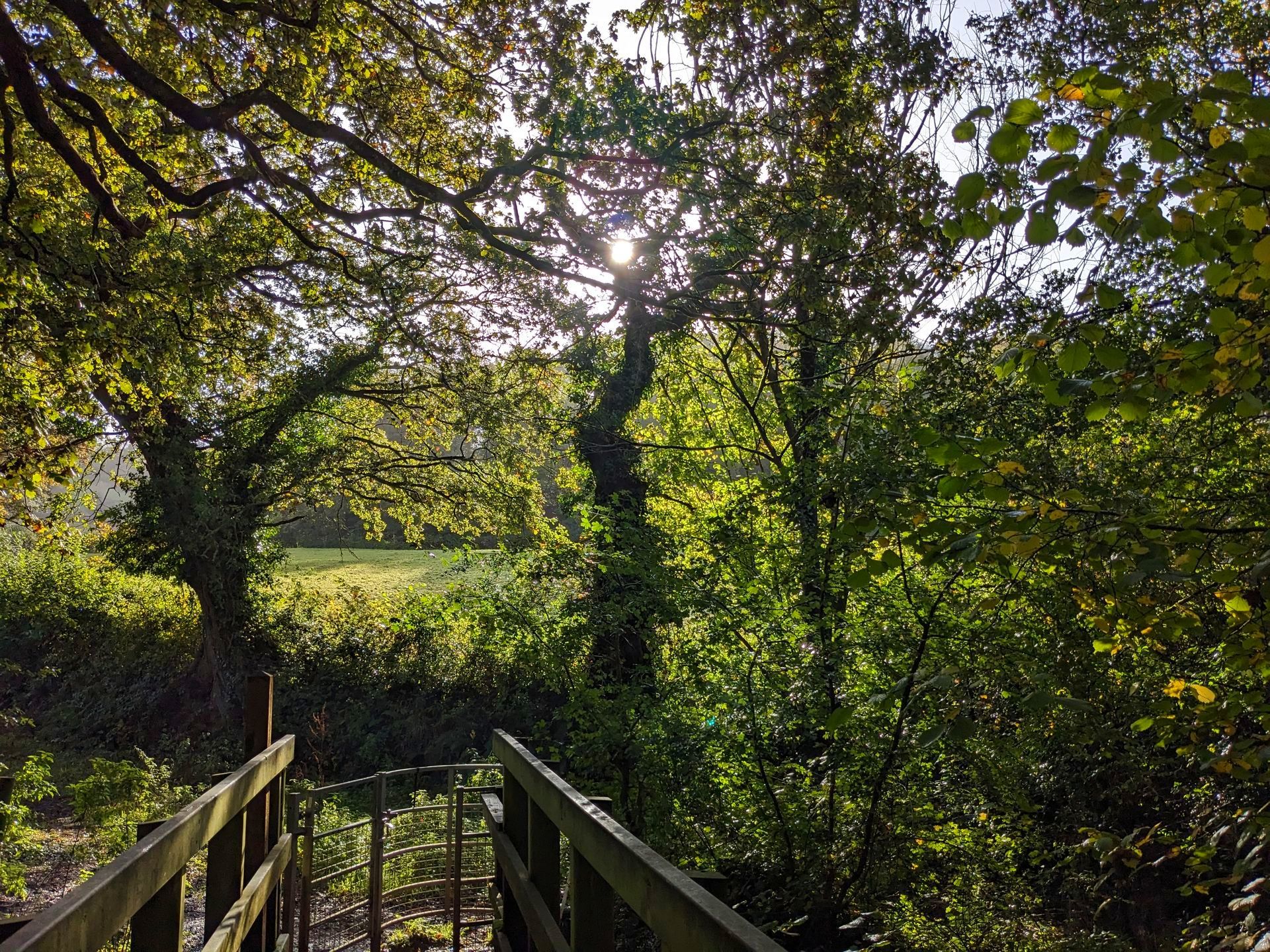 Autumn Treasures Gallery - Sue Cartwright, Spiral Leaf