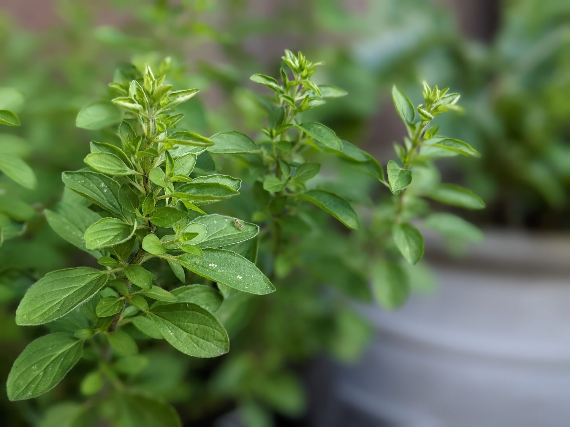 A Healing Herb (Basil) by Sue Cartwright, Spiral Leaf